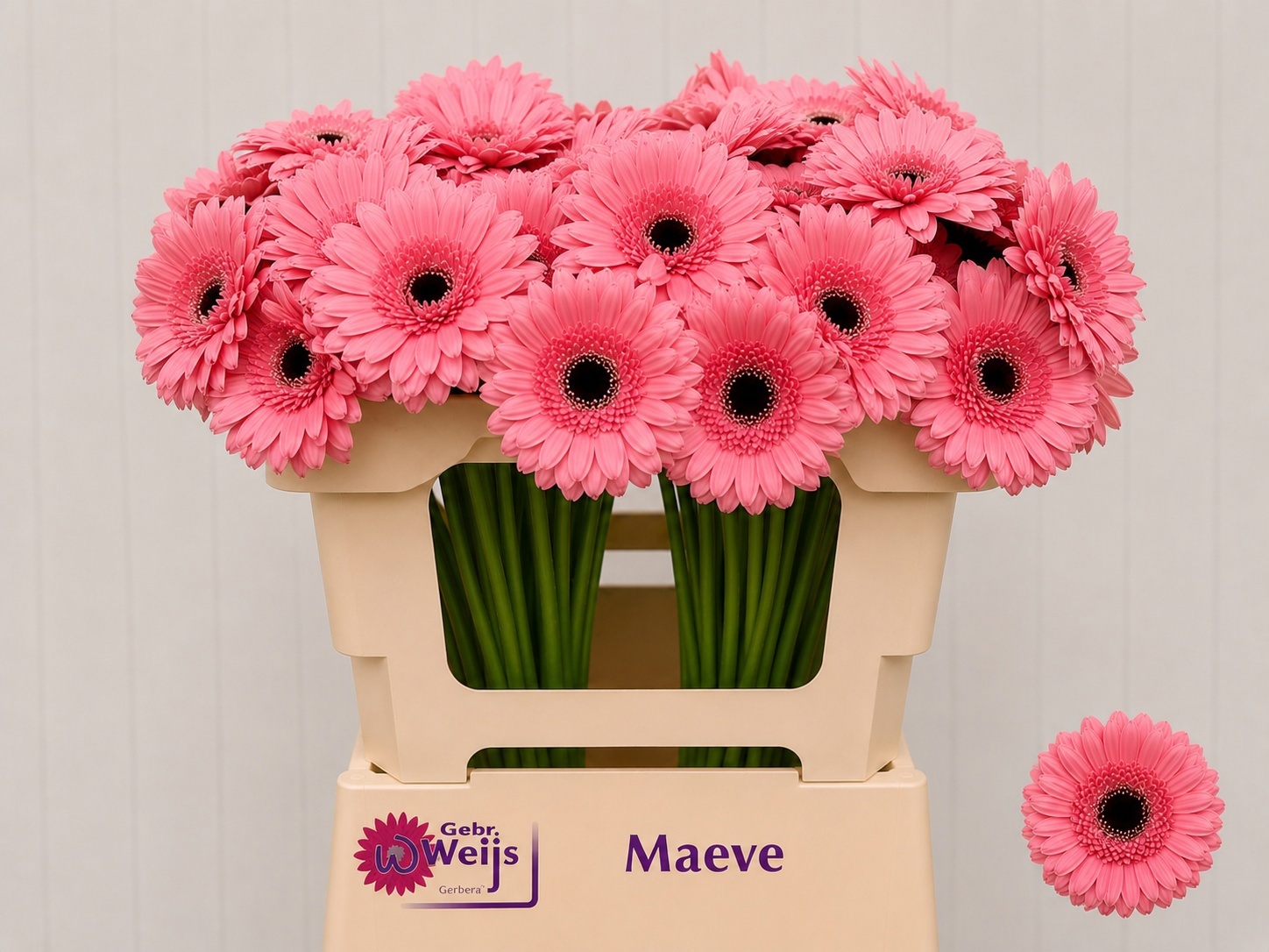 Germini Maeve 50cm 7Ø