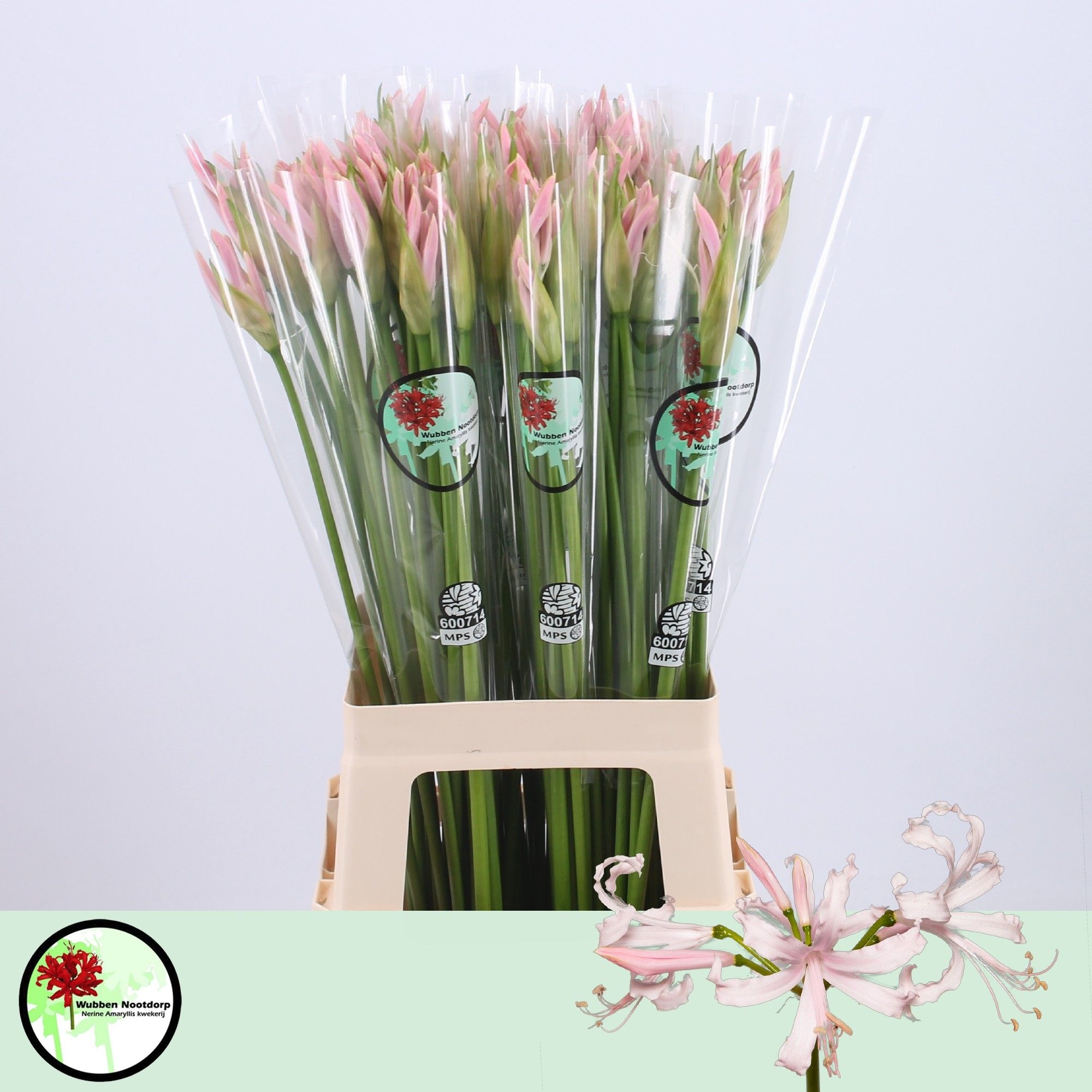 Nerine Sofie 70cm