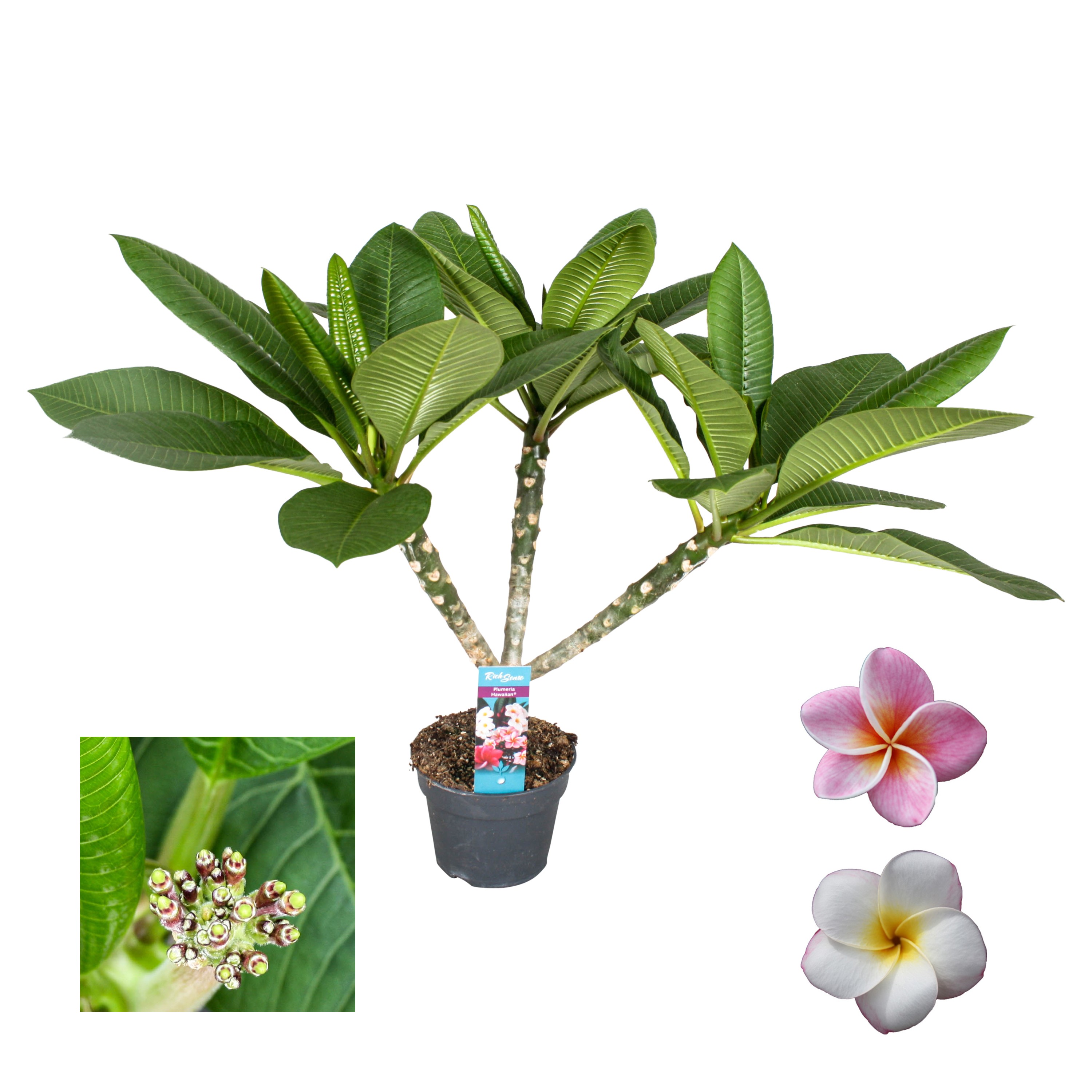 Picture of Plumeria Hawaiian 2/3 branches in varieties P17 65CM