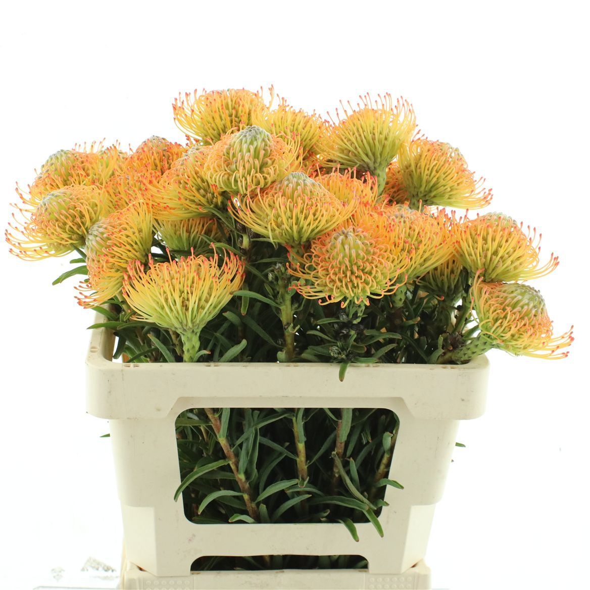 Leucospermum Ayoba Orange 50cm