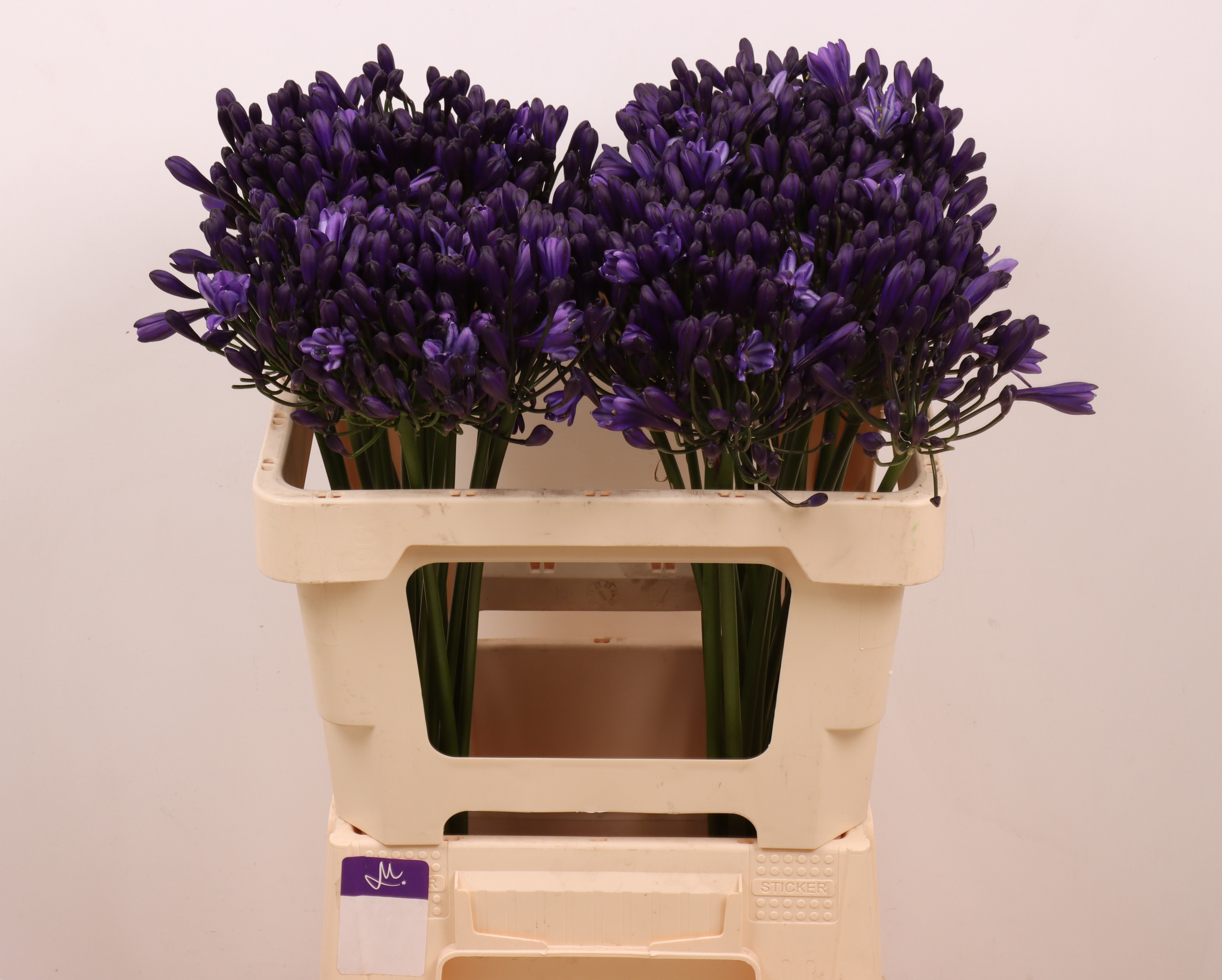 Agapanthus Everp Poppin St 50cm