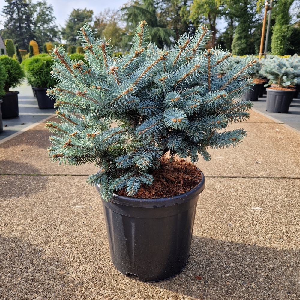 Picture of Picea pungens Glauca Globosa P30-(11-LTR) 35/40 (LOOSE)