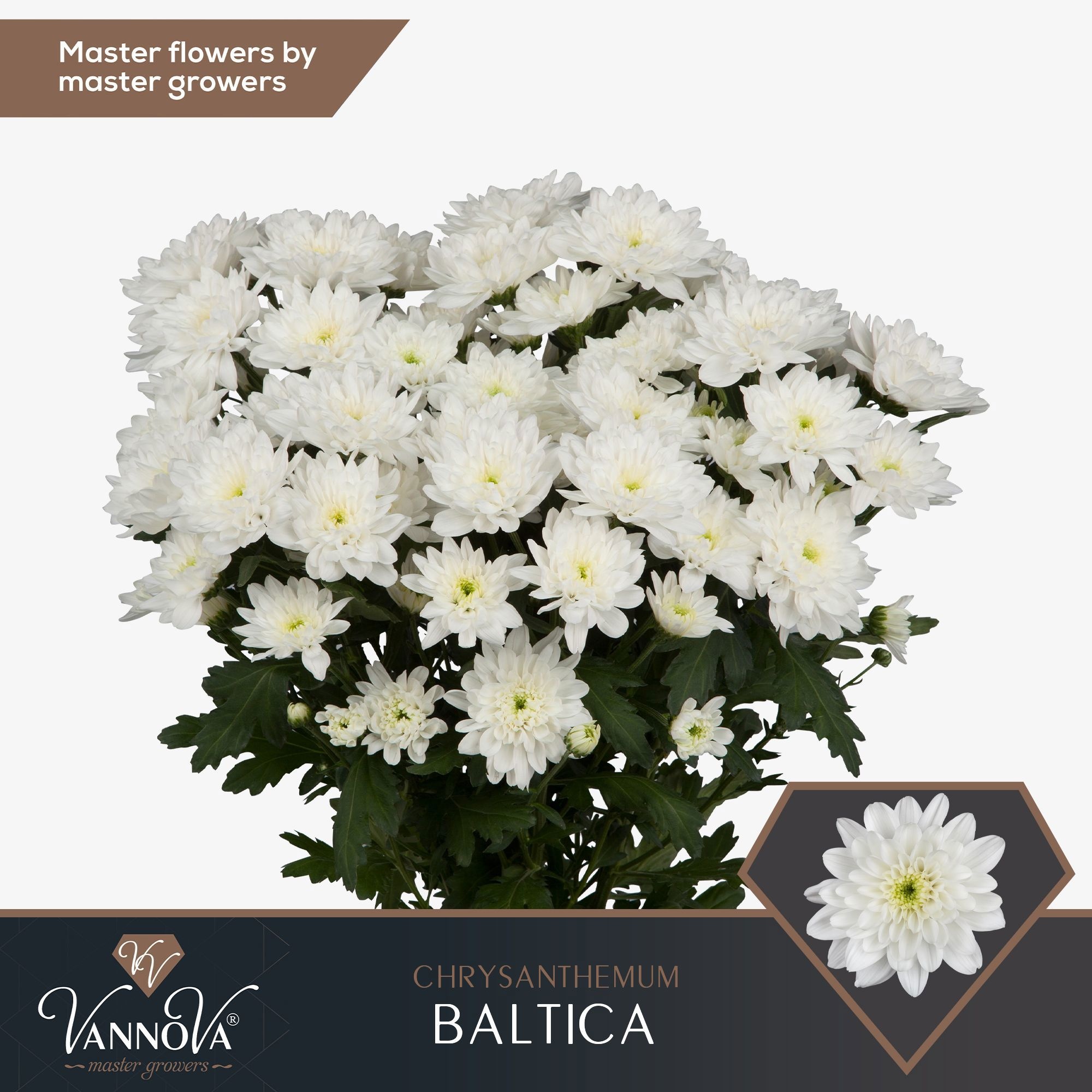 Chrys Spray Baltica 100gram