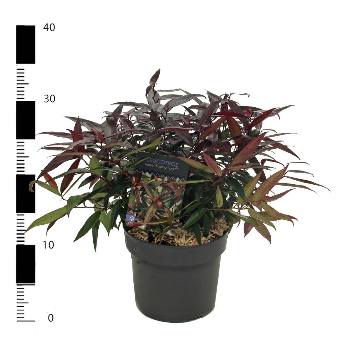 Picture of Leucothoe keiskei 'Burning Love'