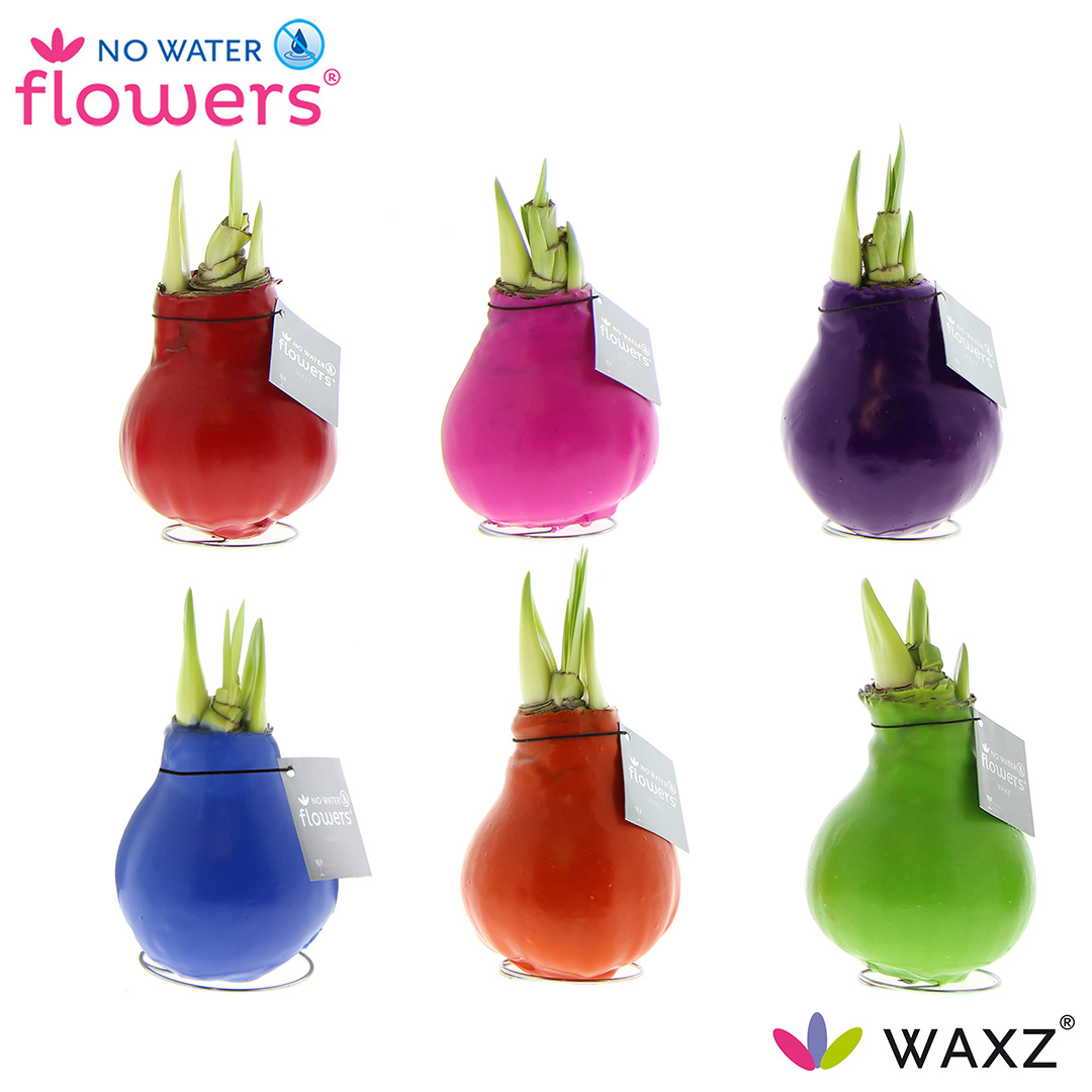 Picture of No Water Flowers Waxz® Happy Mix 15CM