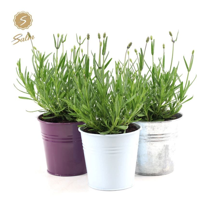 Picture of Lavandula ang. 'Felice'® Collection P10,5 in Zinc Mix