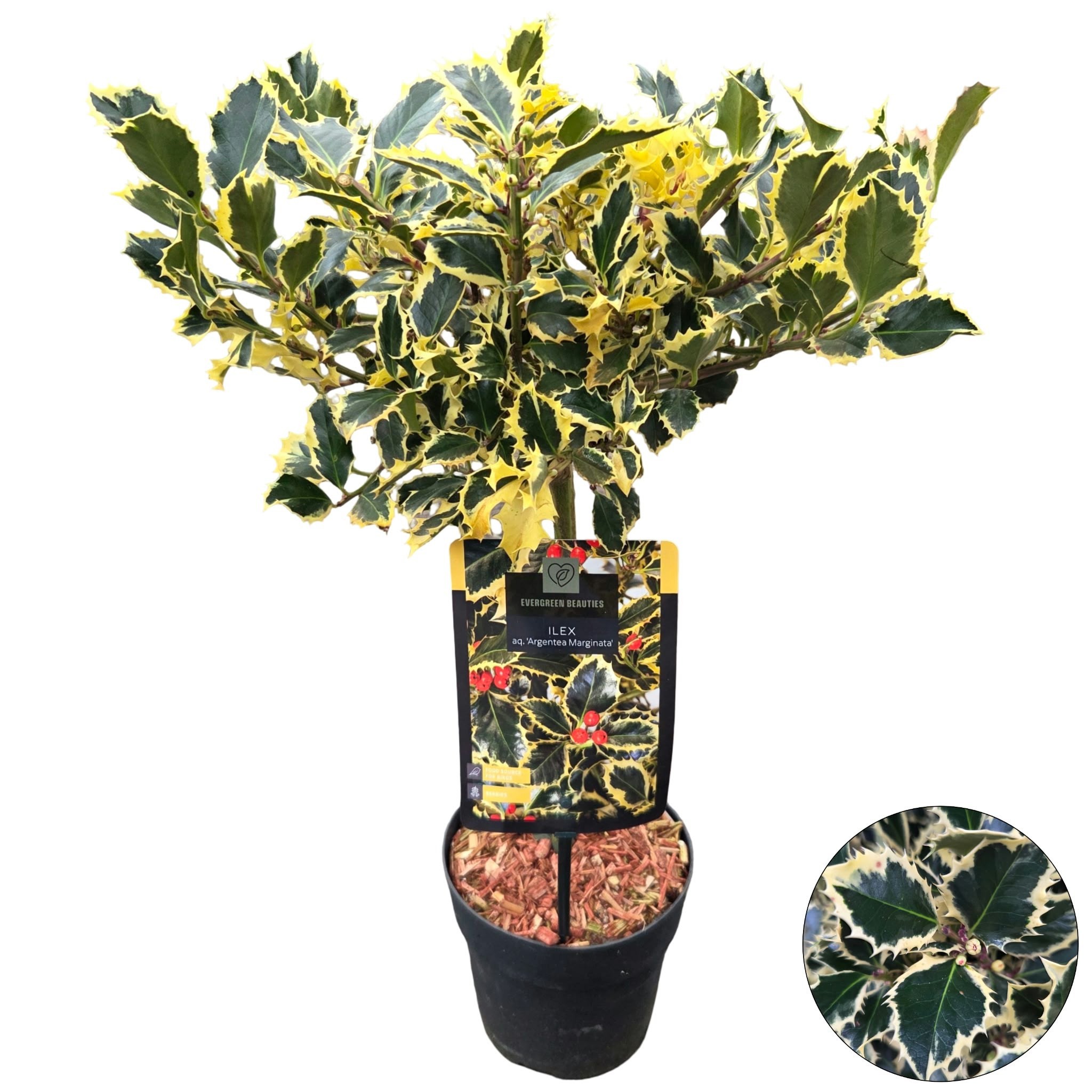 Ilex aq. 'Argentea Marginata'