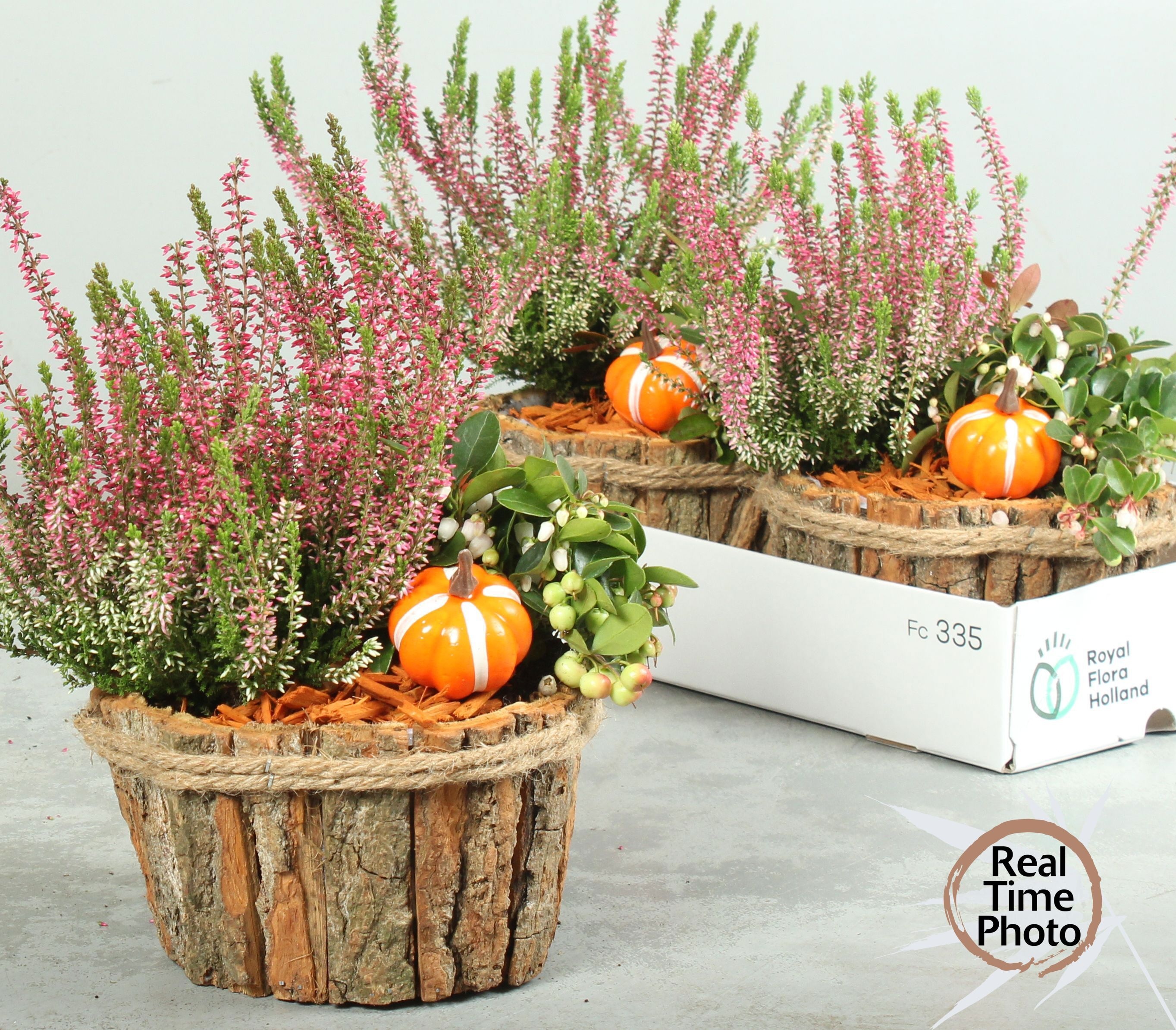 Arr Tuinplanten 17P 30cm