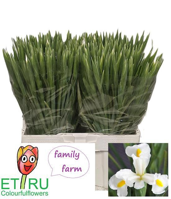 Iris White Magic 50cm