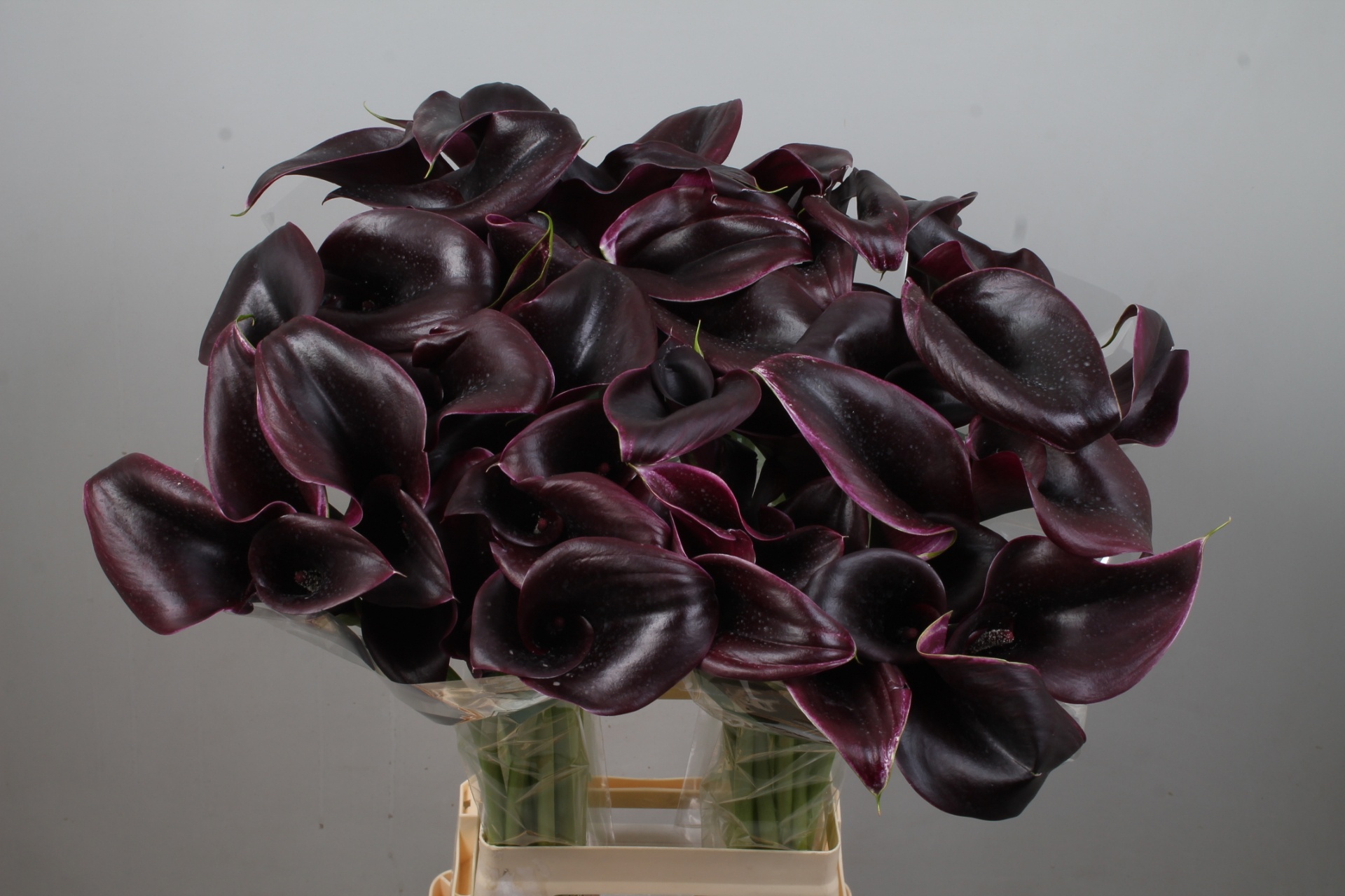 Calla Cantor 80cm