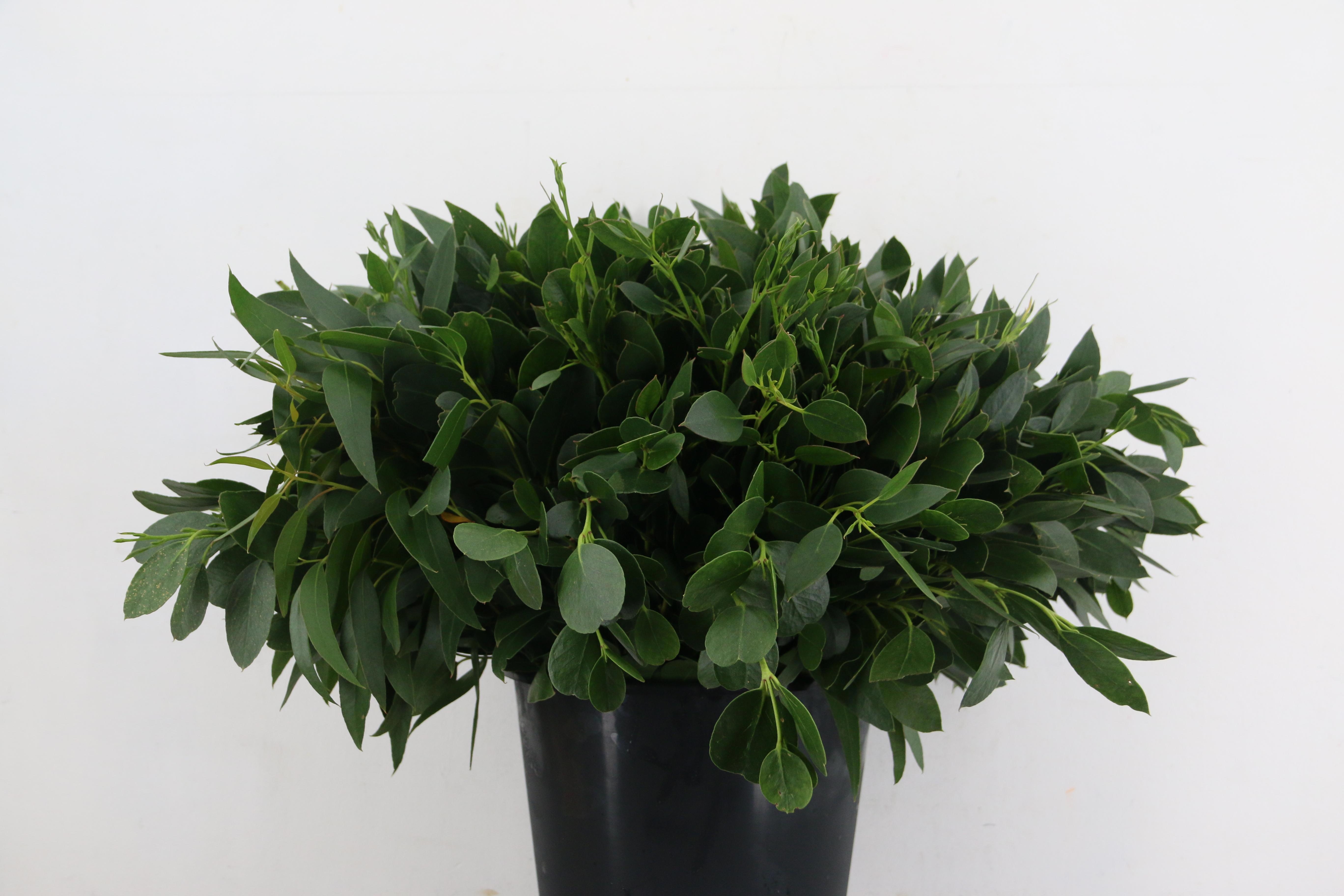 Decogroen Ov 55L.cm