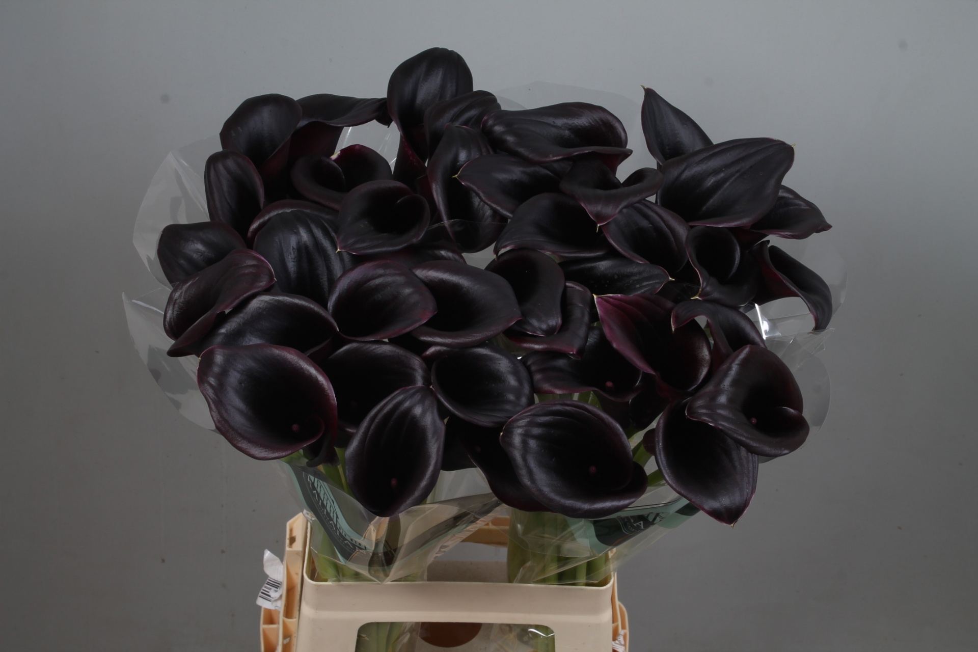 Zant Call Ceara 70cm