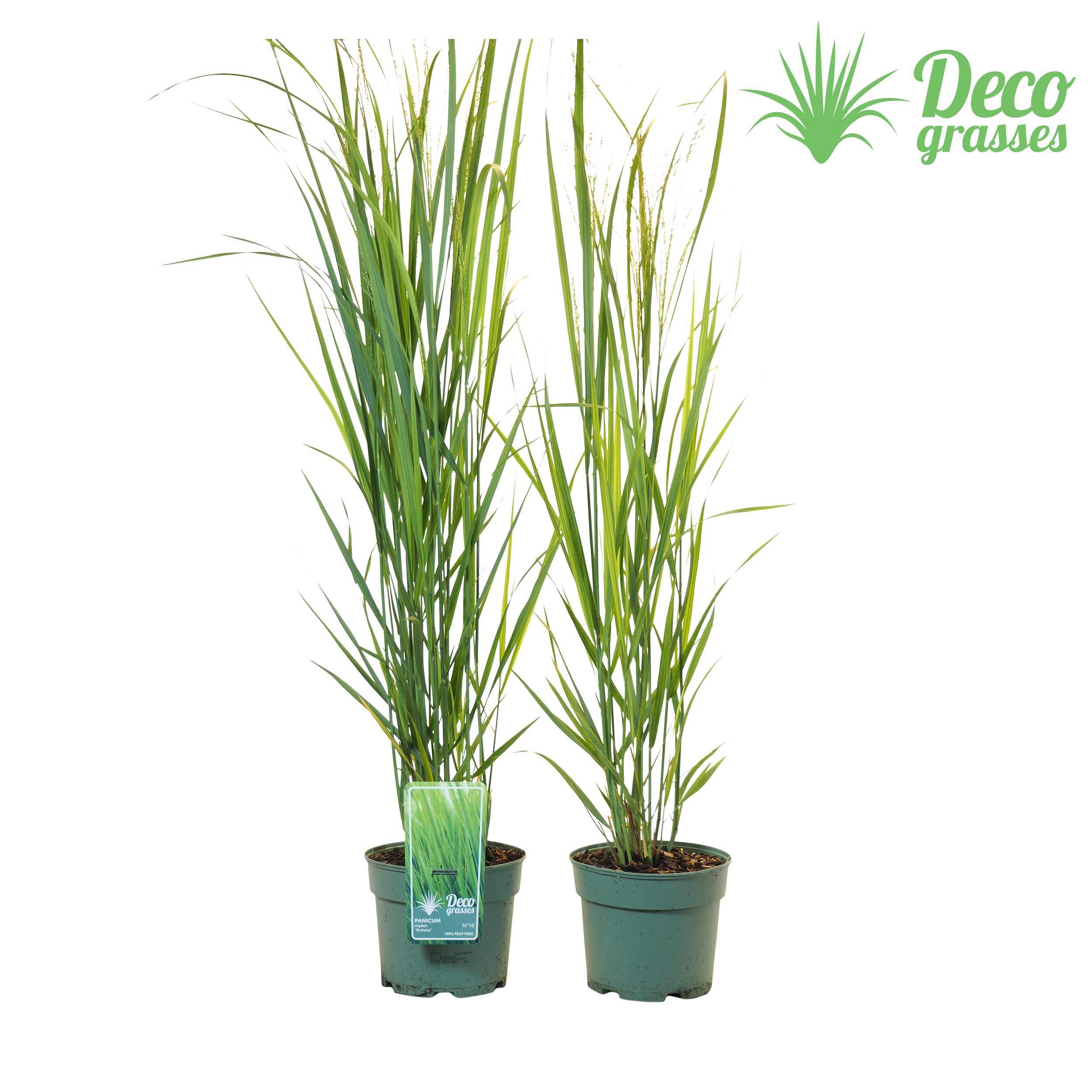 Picture of Panicum virgatum Northwind ( PEAT FREE ) P19 (3 Ltr)