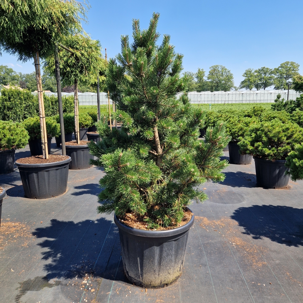 Picture of Pinus mugo Gnom C110 100/125 (LOOSE)