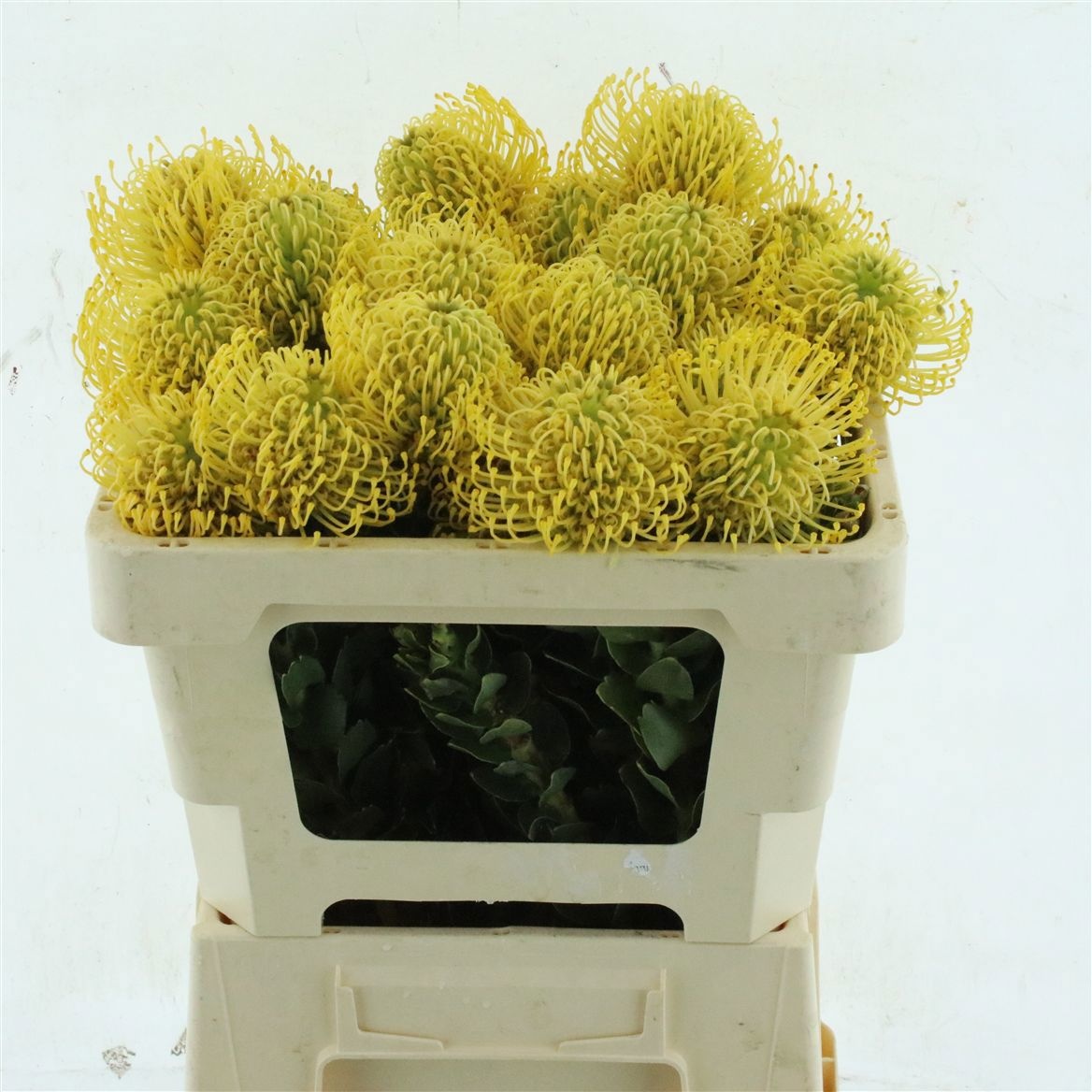 Leucospermum High Gold 50cm