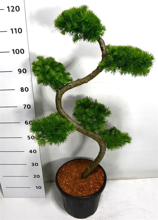 Picture of Larix kaempferi