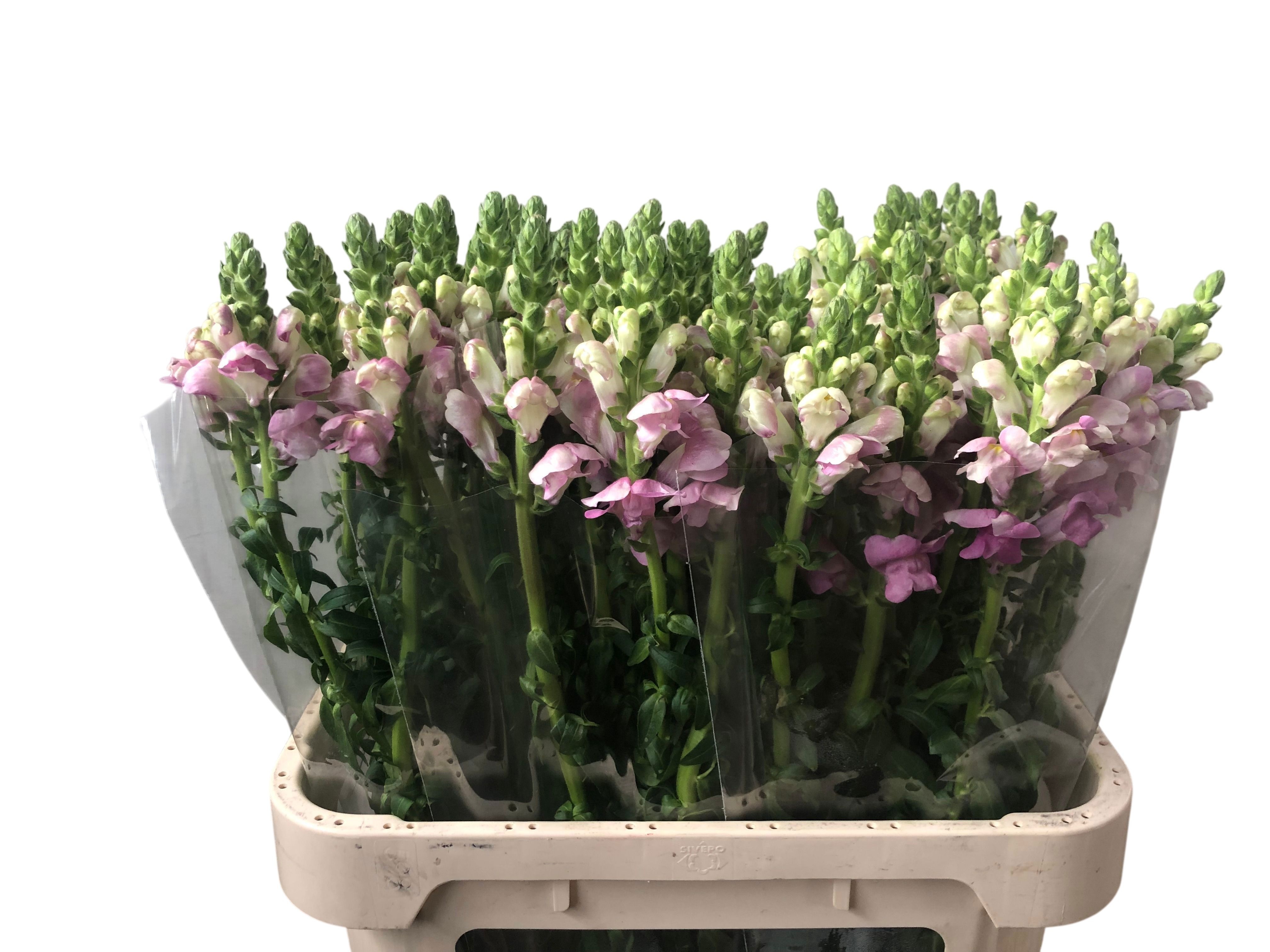 Antirrhinum Poto Red 80cm