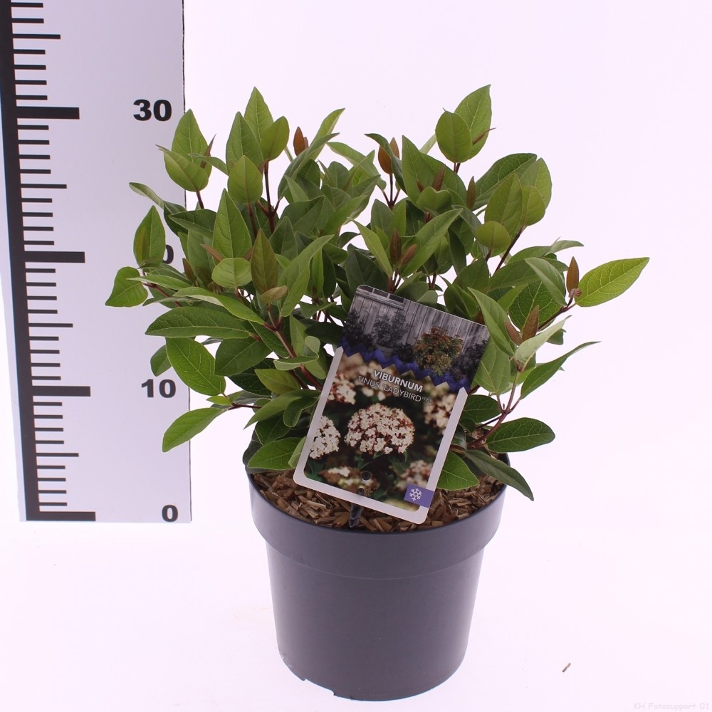 Picture of Viburnum tinus 'Ladybird' PBR
