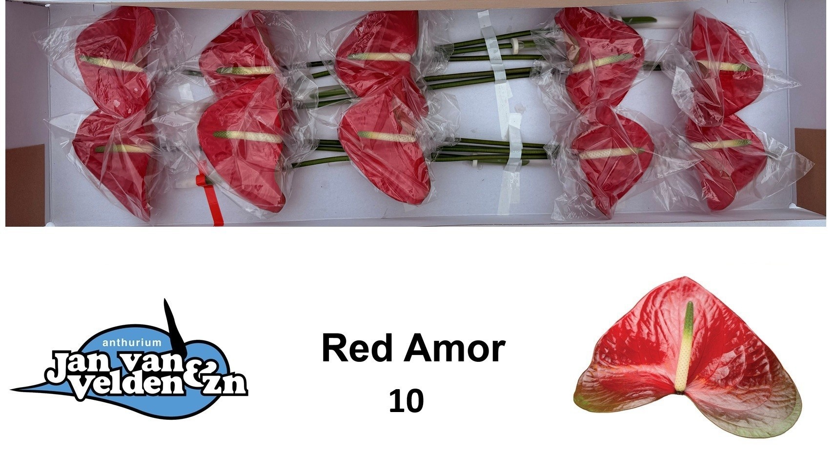Anth A Red Amor