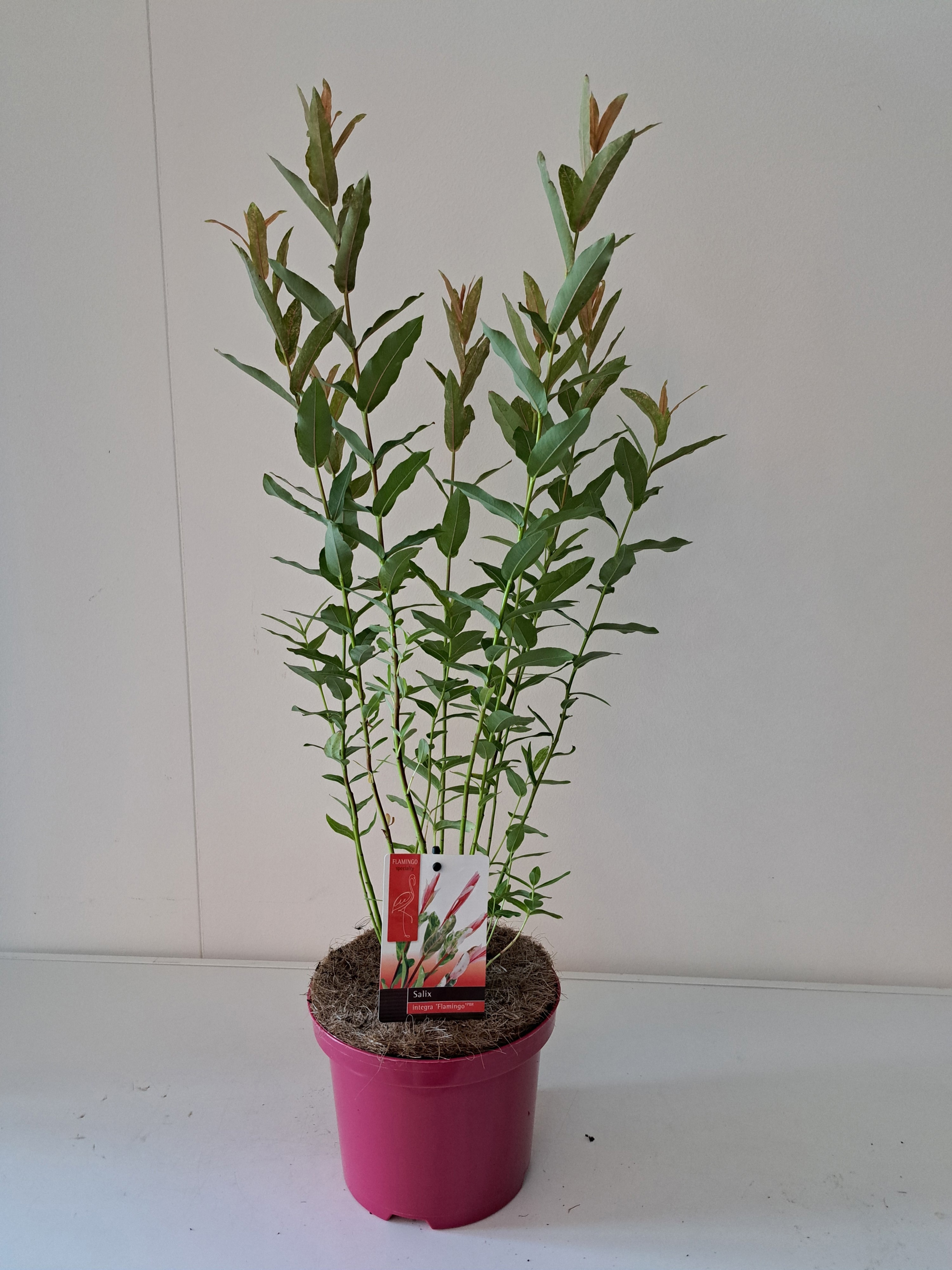 Salix Flamingo bush roze pot