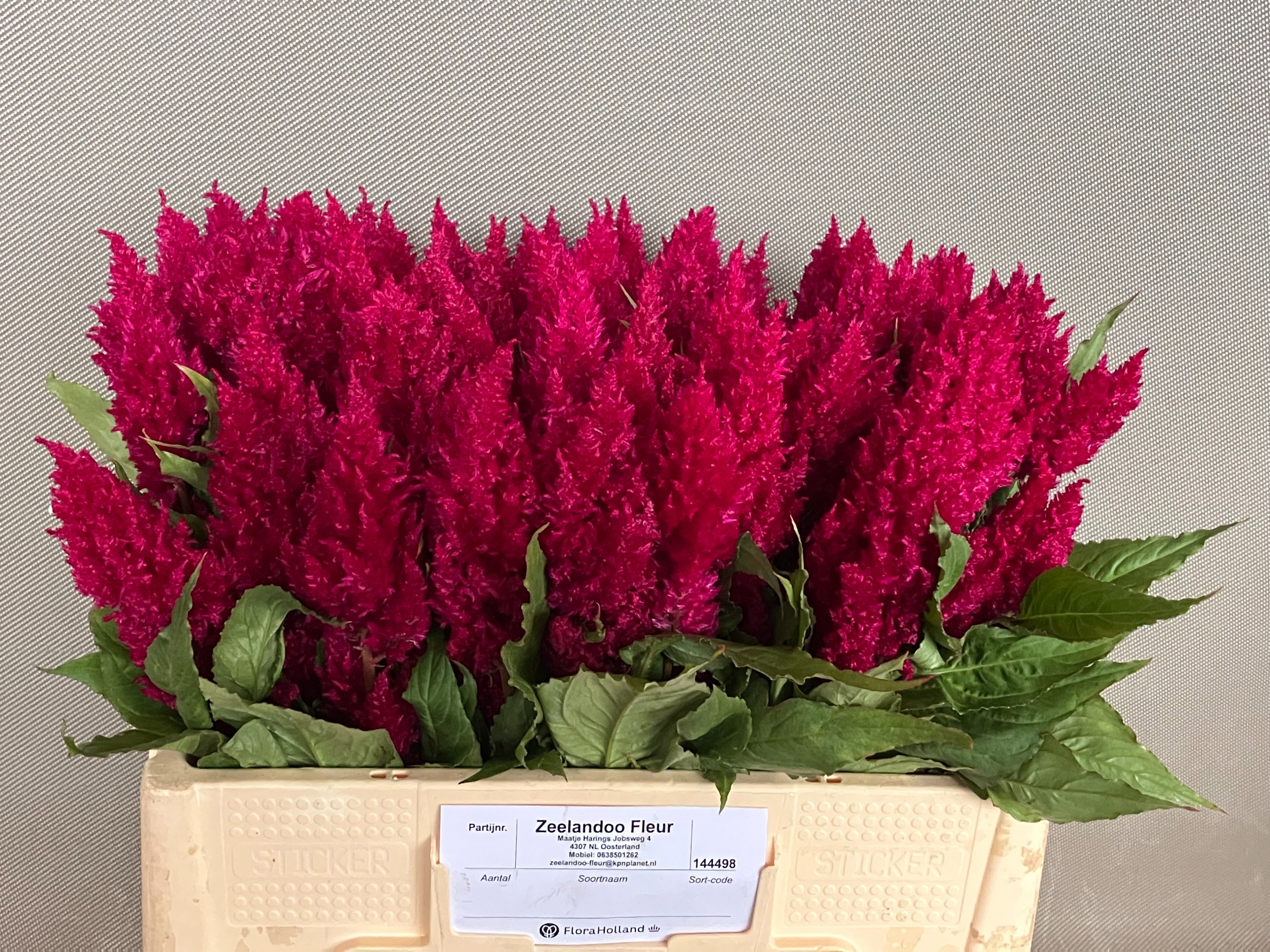 Celosia Feather Century Purple 50cm