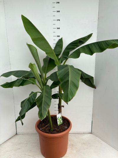 Musa basjoo C50