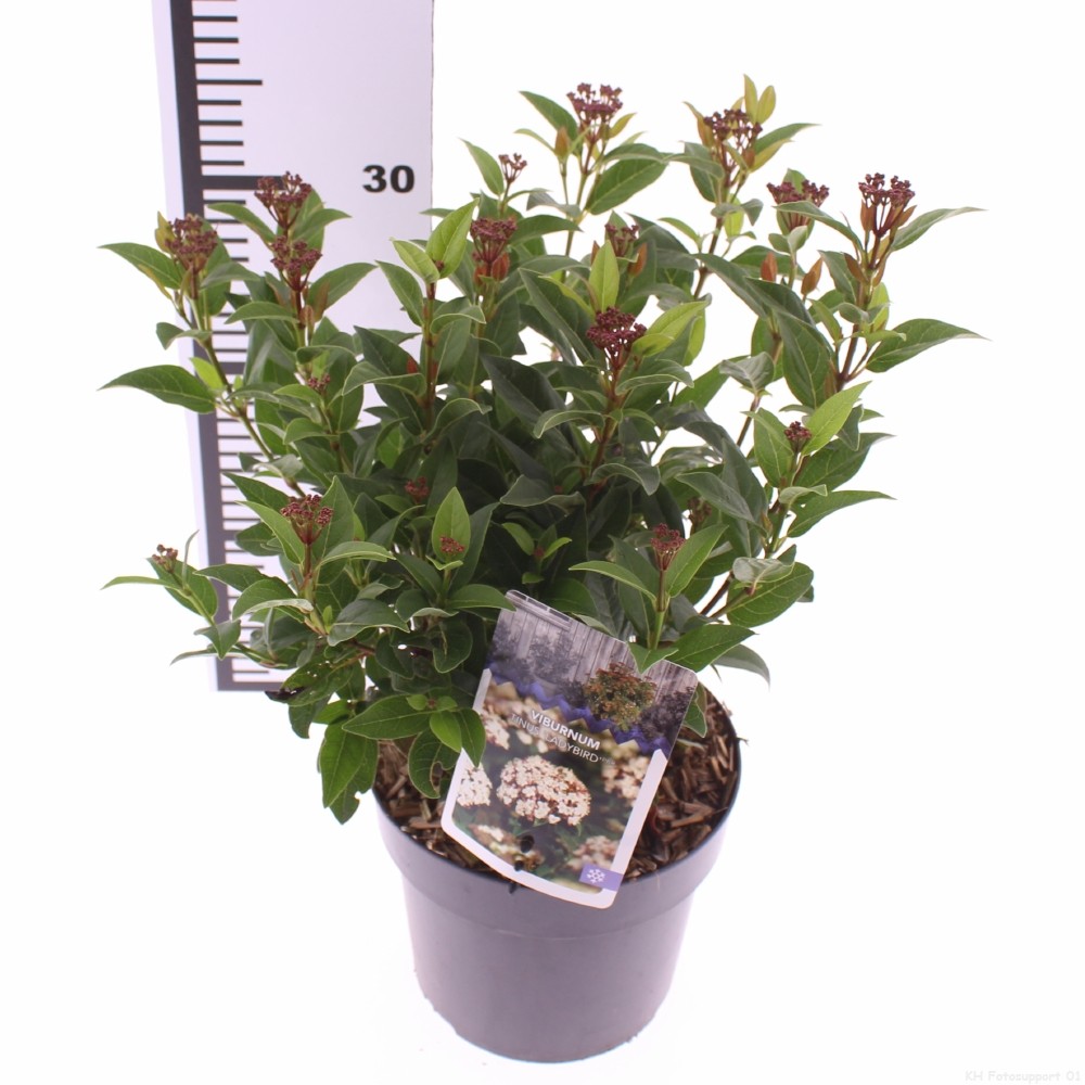 Picture of Viburnum tinus 'Ladybird' PBR