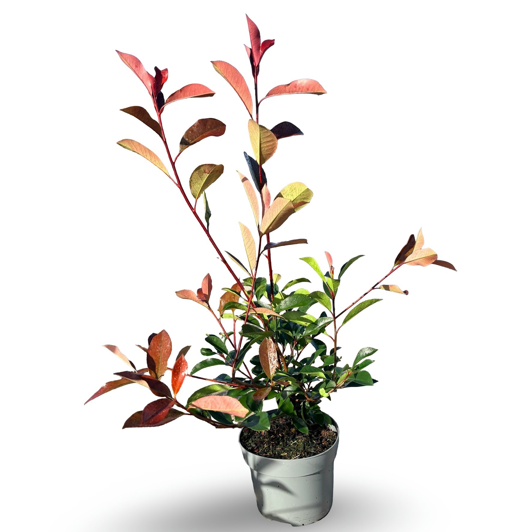 Photinia fraseri 'Red Robin'