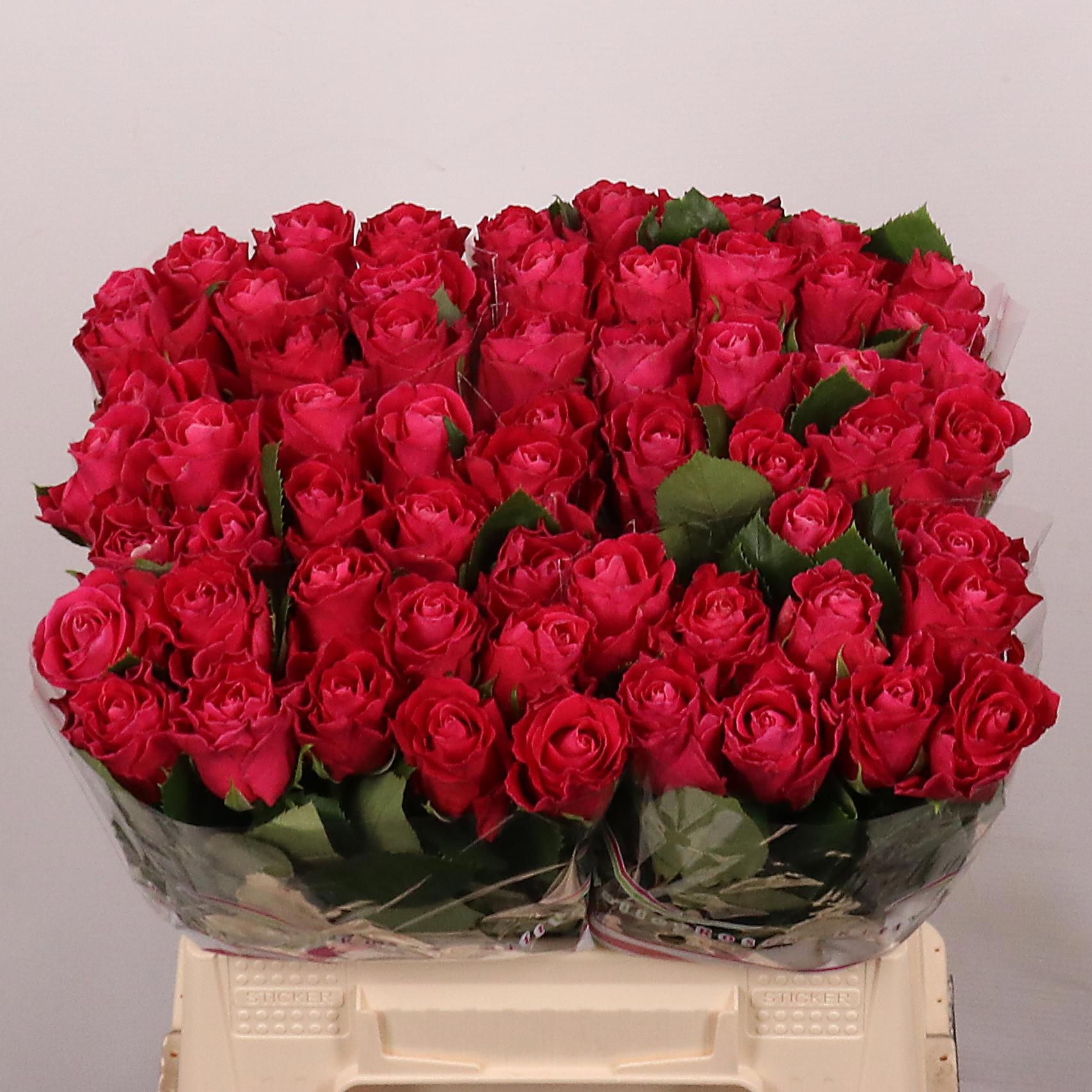 Rosa Movie Star 40cm