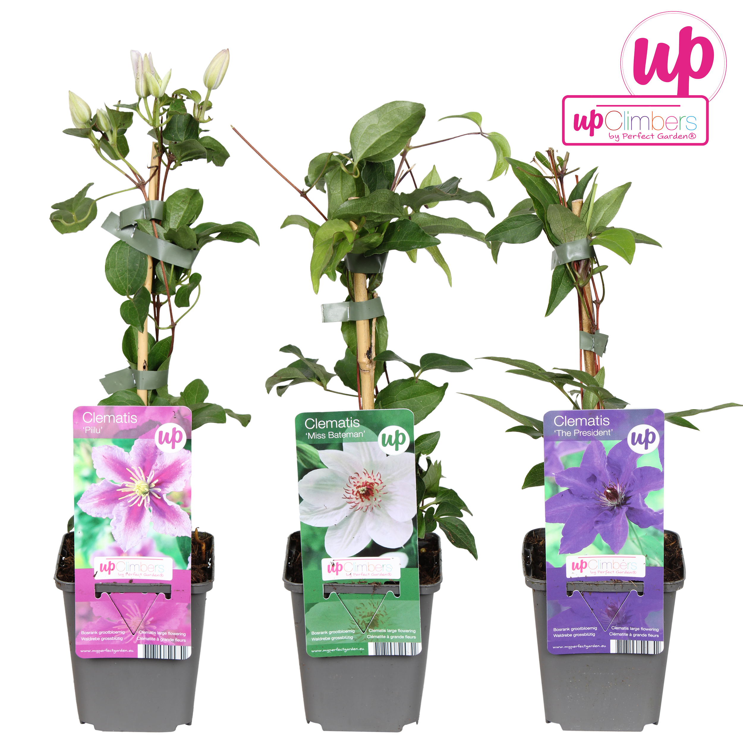 Picture of Clematis mix shelve budget P9