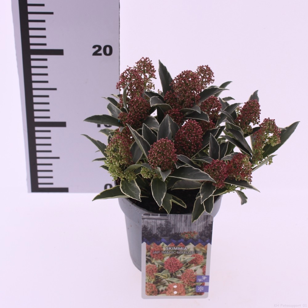 Picture of Skimmia jap. 'Magic Marlot' PBR