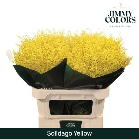 Solidago L80 Yellow