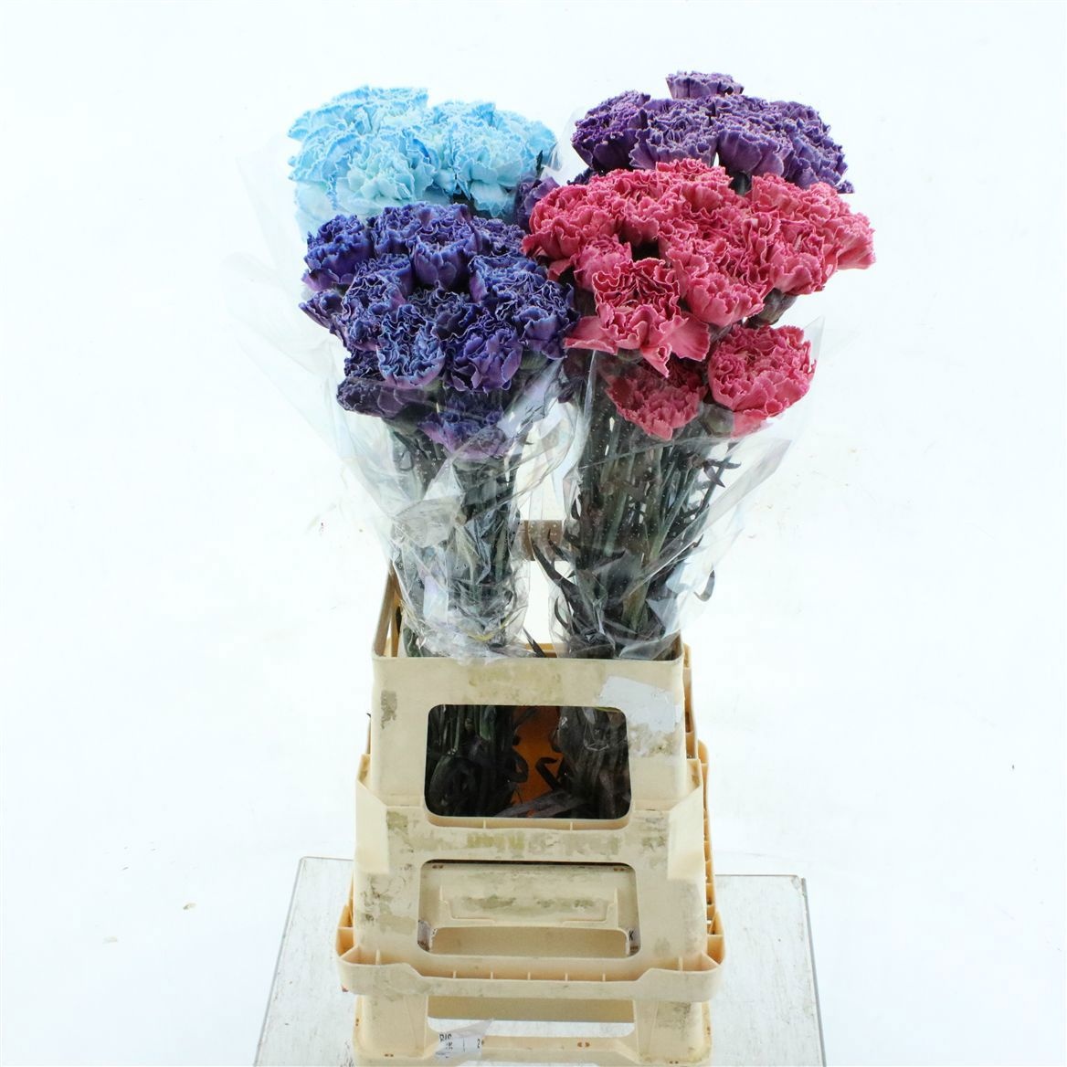 Dianthus St Painted 70cm