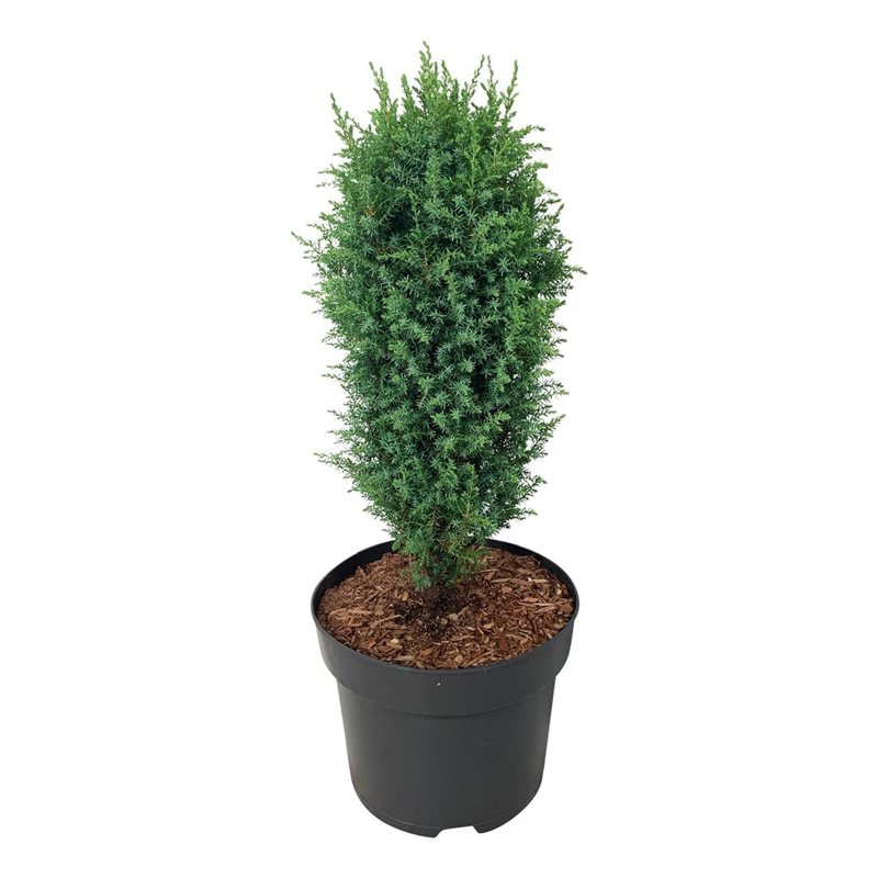 Picture of Juniperus comm. 'Compressa'