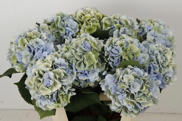 Hydrangea Verena Classic Blue 80cm 20Ø