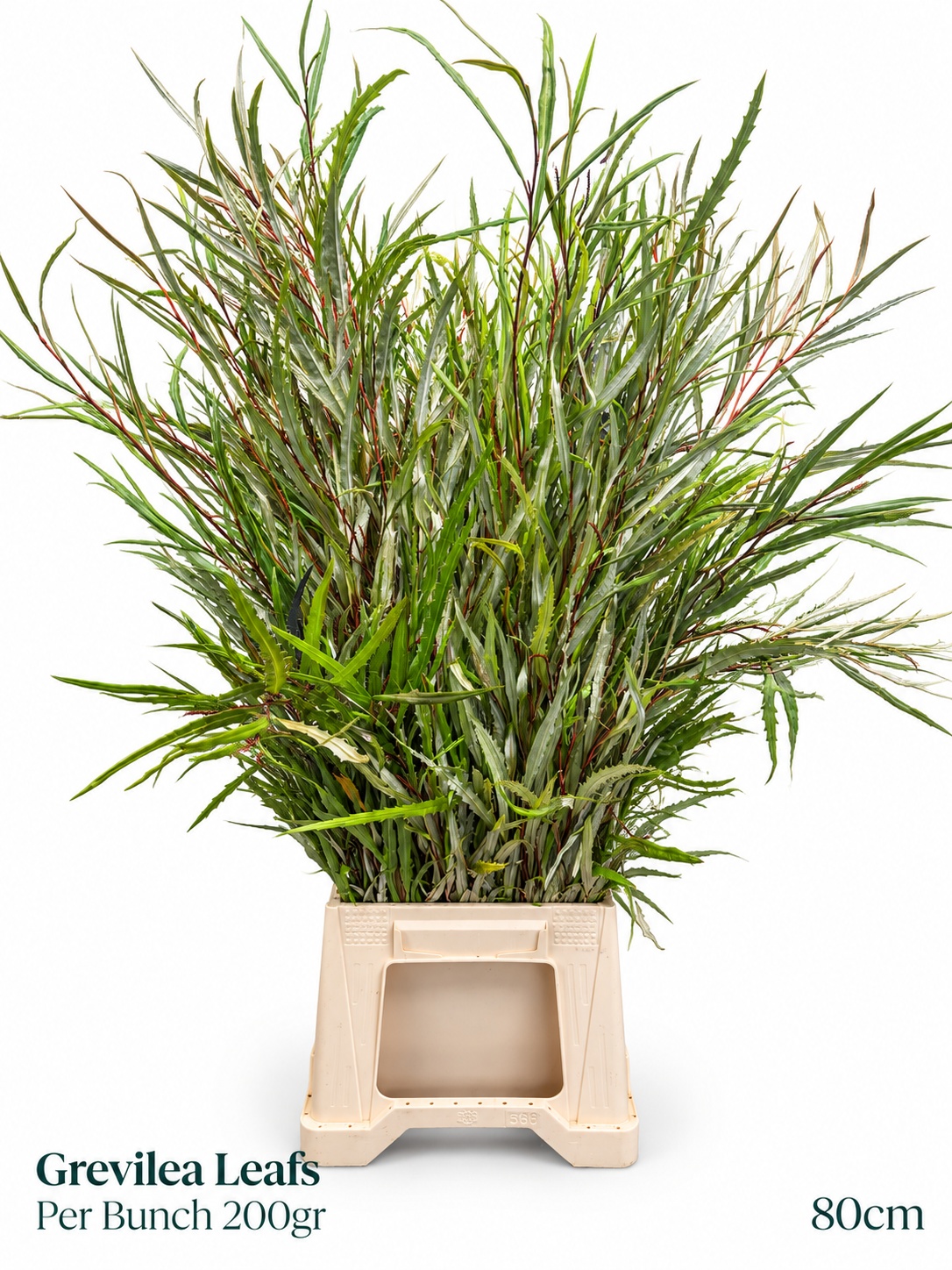 Grevi Aspleniifolia 80L.cm