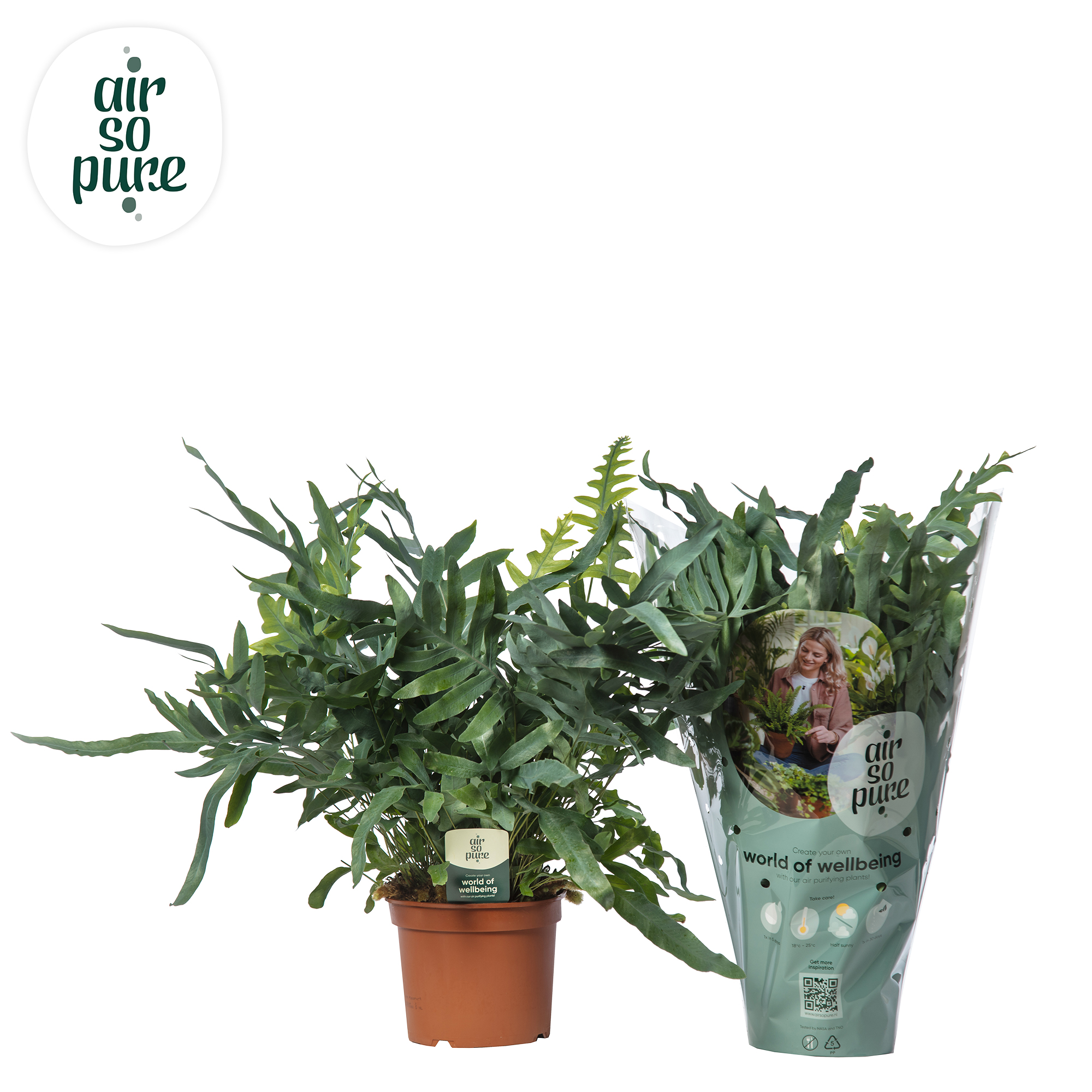 Picture of Phlebodium Blue Star - Air So Pure INDOOR P19 60CM (LOOSE)