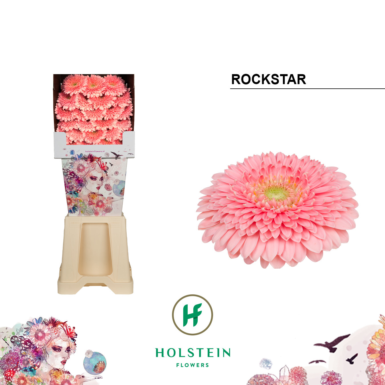 Ge Bv Pom Rockstar