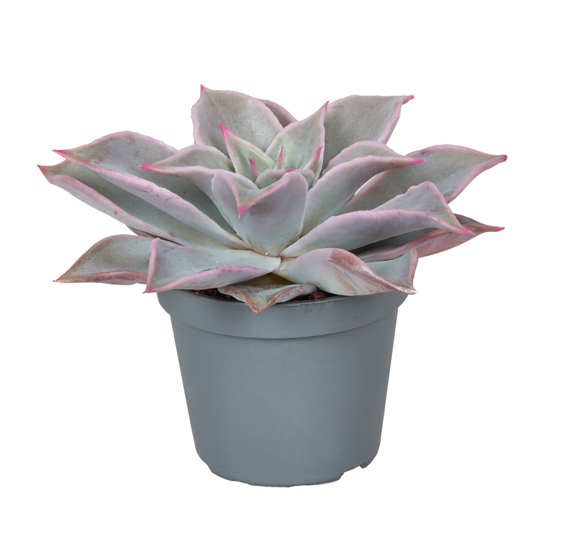 Echeveria Madiba