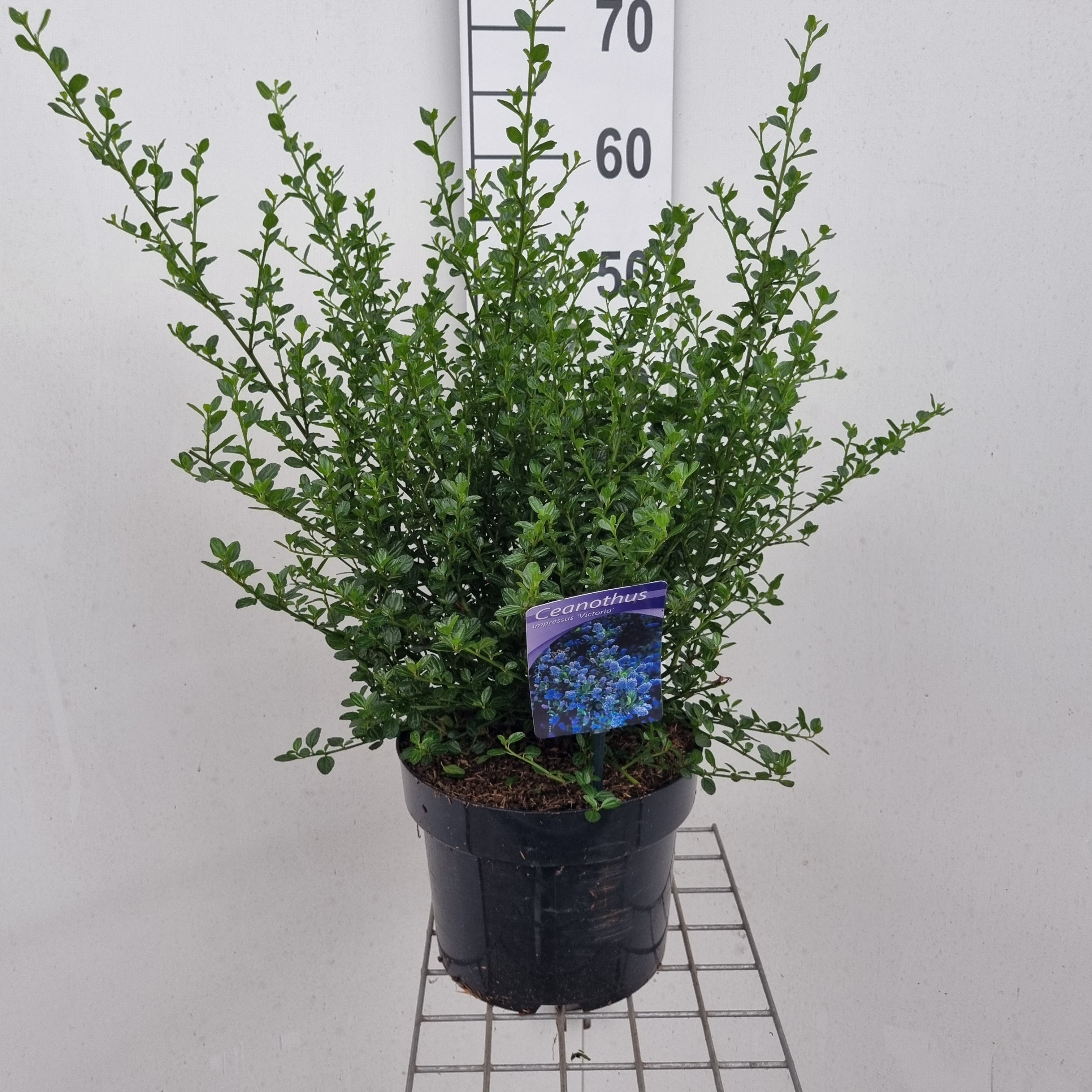 Picture of Ceanothus imp. Victoria P23 (5 Ltr) (LOOSE)