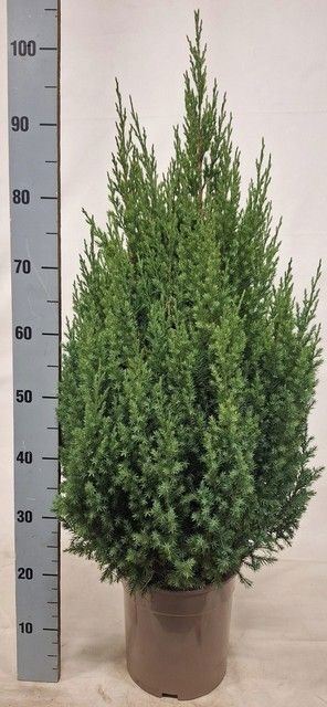 Jun Chin Stricta 24Ø 100cm