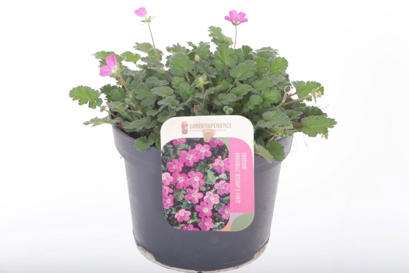 Erodium variabile 'Bishop's Form'
