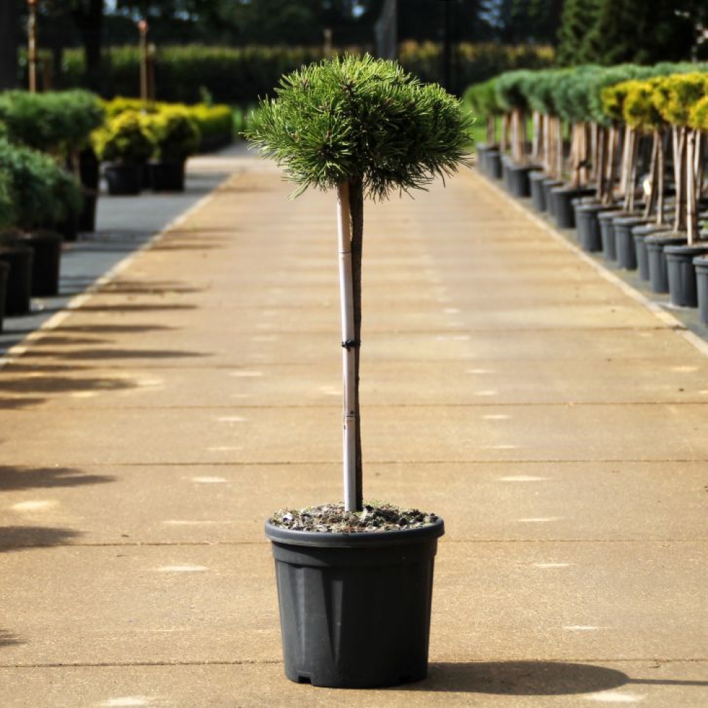 Picture of Pinus mugo Klostergrün C11 50/STD (LOOSE)