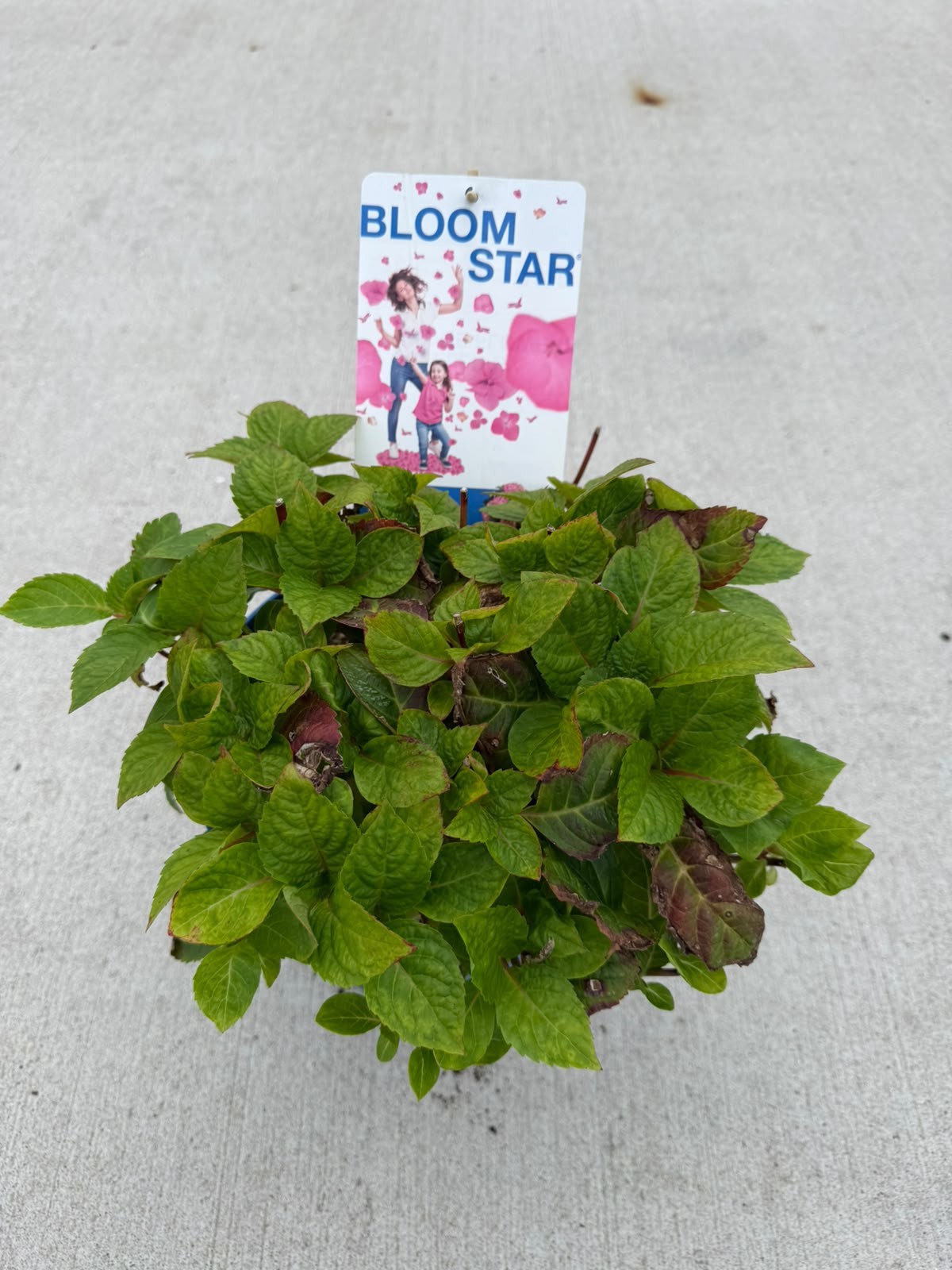 Hydrangea macrophylla Endless Summer Bloomstar Pink