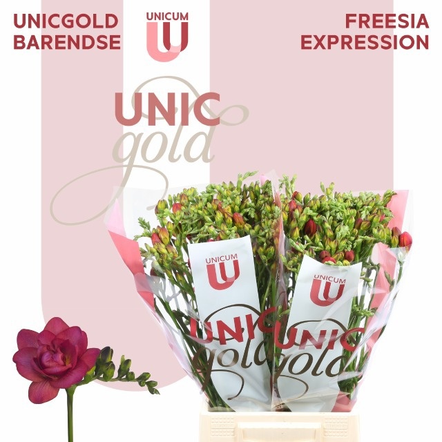 Freesia Double Expression 50cm 24gram