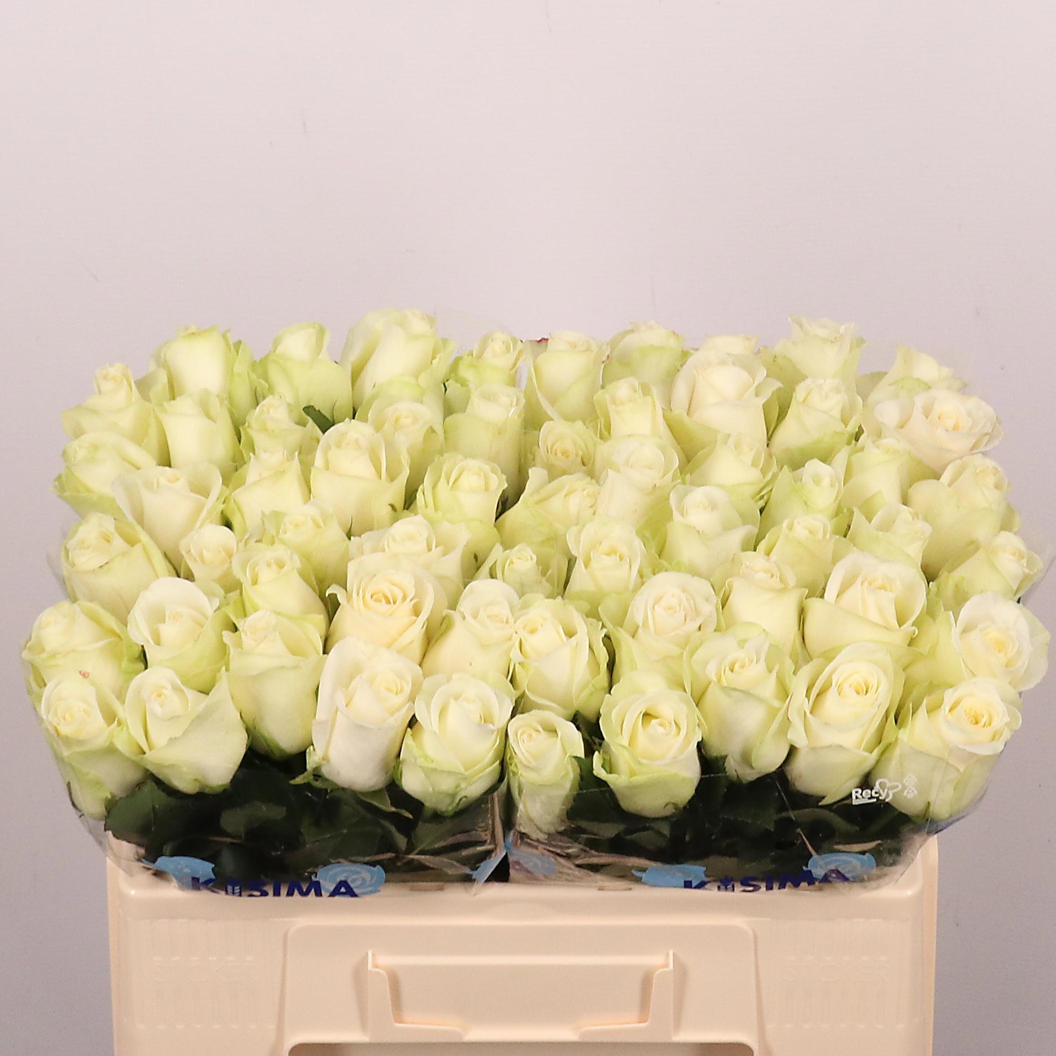 Rosa Snowstorm 50cm