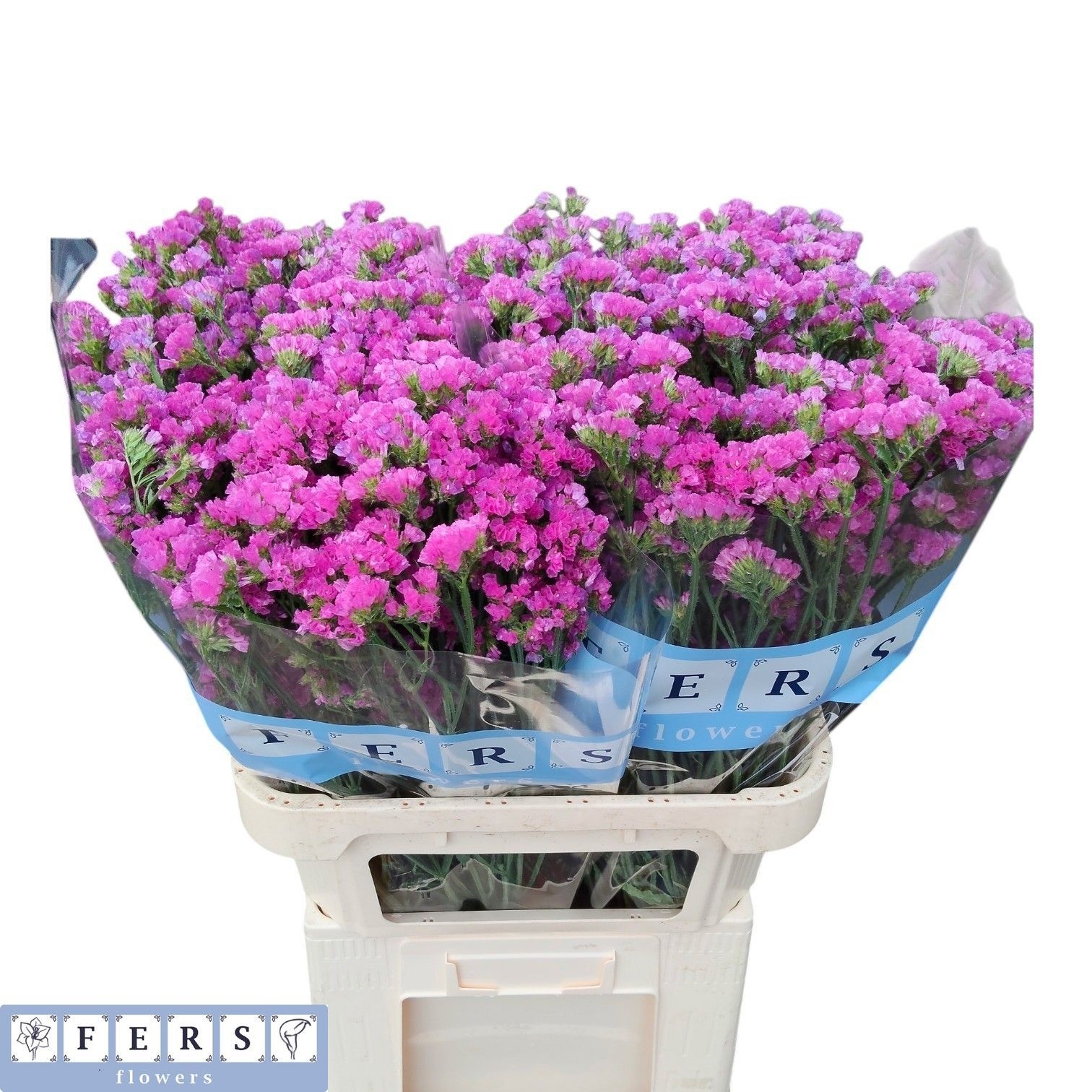 Limonium St Raspberry Wings 80cm 58gram