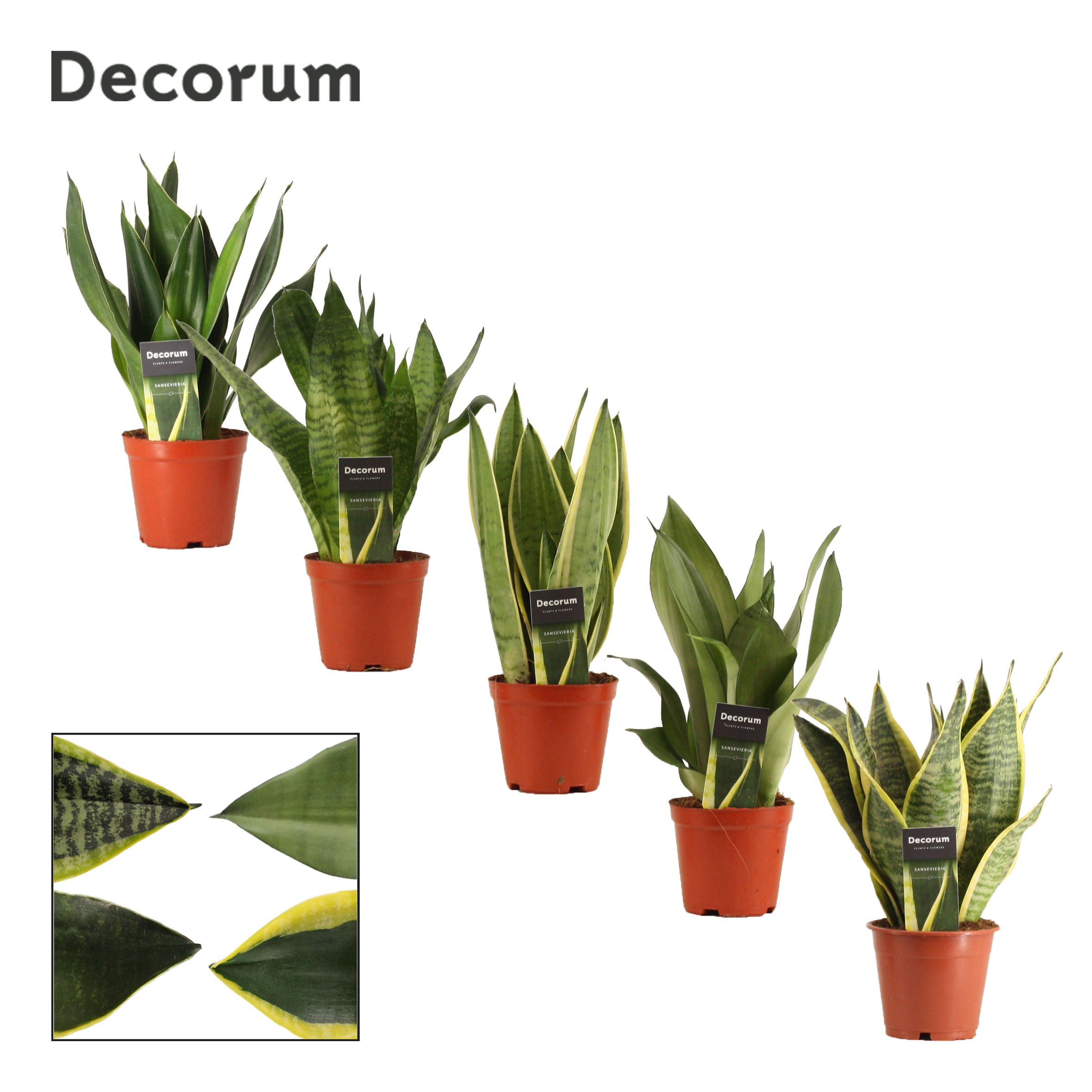 Picture of Sansevieria Super varieties (Decorum) P12 30CM