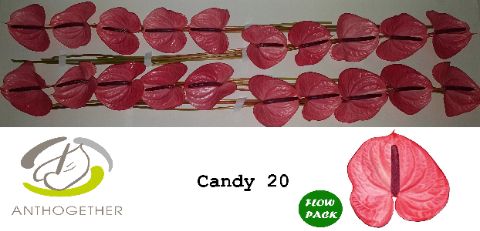 Anth A Candy