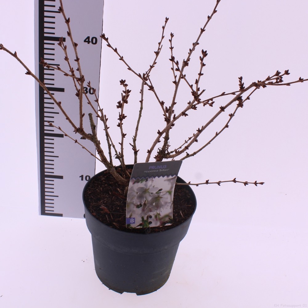 Picture of Prunus incisa 'Brillant'